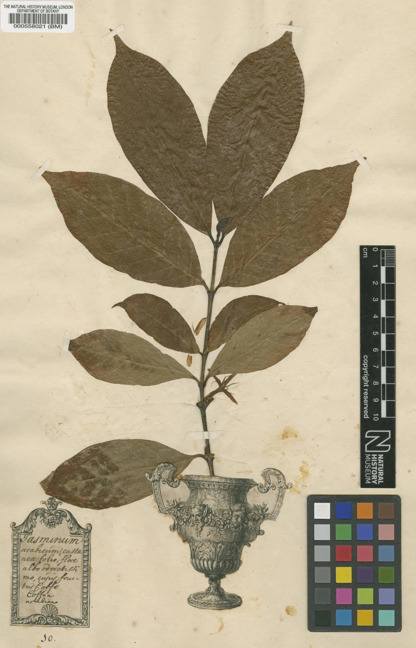 Un rameau de caféier pressé sur papier ivoire, huit grandes feuilles opposées devenues brun tabac, la tige plantée dans un vase à l'antique gravé à l'eau-forte et imprimé sur la planche elle-même. En bas à gauche, un cartouche gravé porte à la plume le nom d'avant Linné : Jasminum arabicum castaneae folio, flore albo odoratissimo, cujus fructus Coffee in officinis. C'est la planche qui fixe aujourd'hui le nom Coffea arabica.
