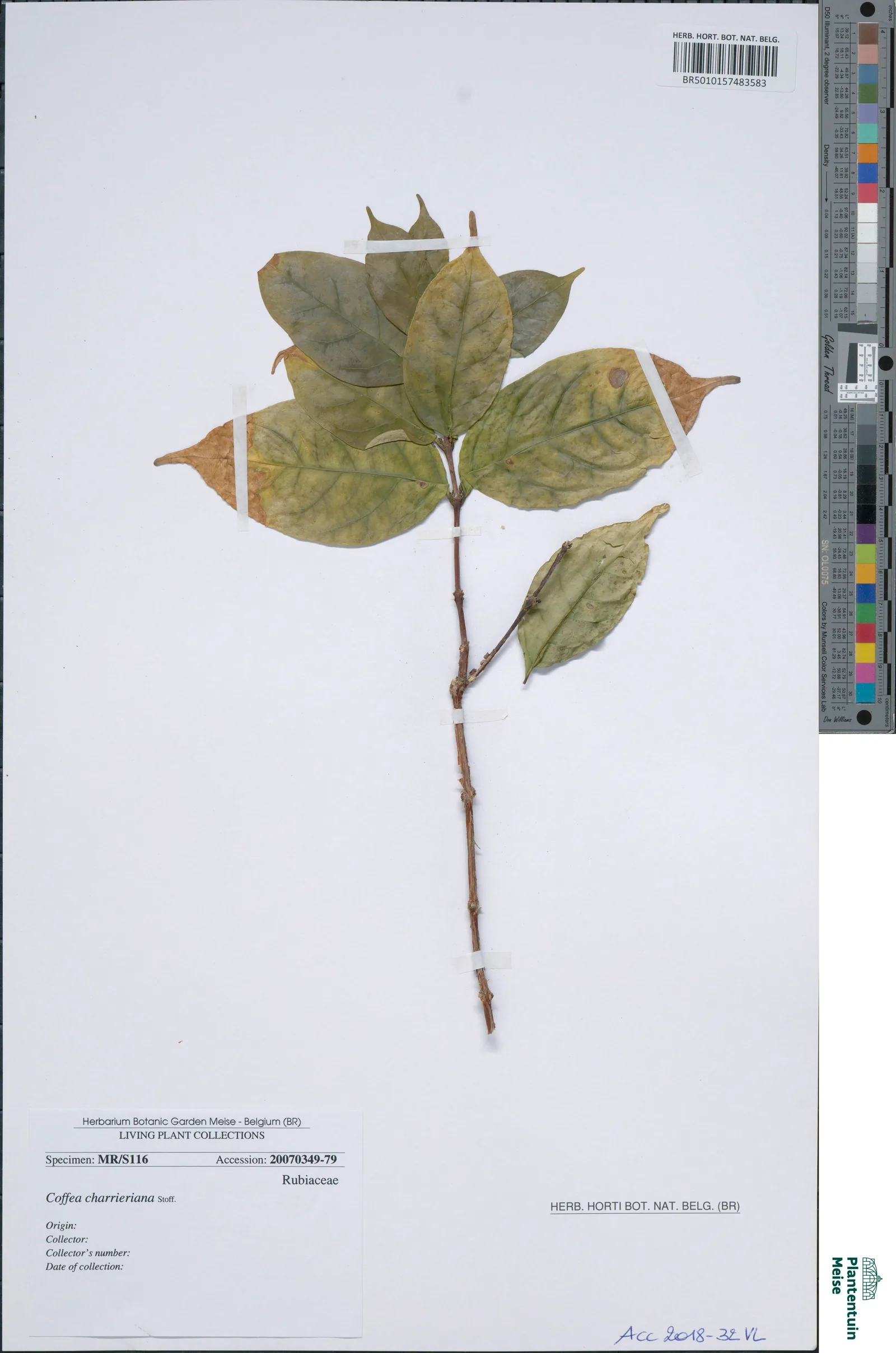 Une tige unique de Coffea charrieriana fixée par des bandes de papier gommé sur un fond blanc, six feuilles ovales passées du vert au brun roux, l'ensemble très dépouillé. En bas, une étiquette imprimée du Jardin botanique de Meise donne le nom de l'espèce et son numéro d'accession, et laisse vides les lignes du récolteur et de la date. Sur le côté droit, la mire de couleurs et la réglette de la numérisation.