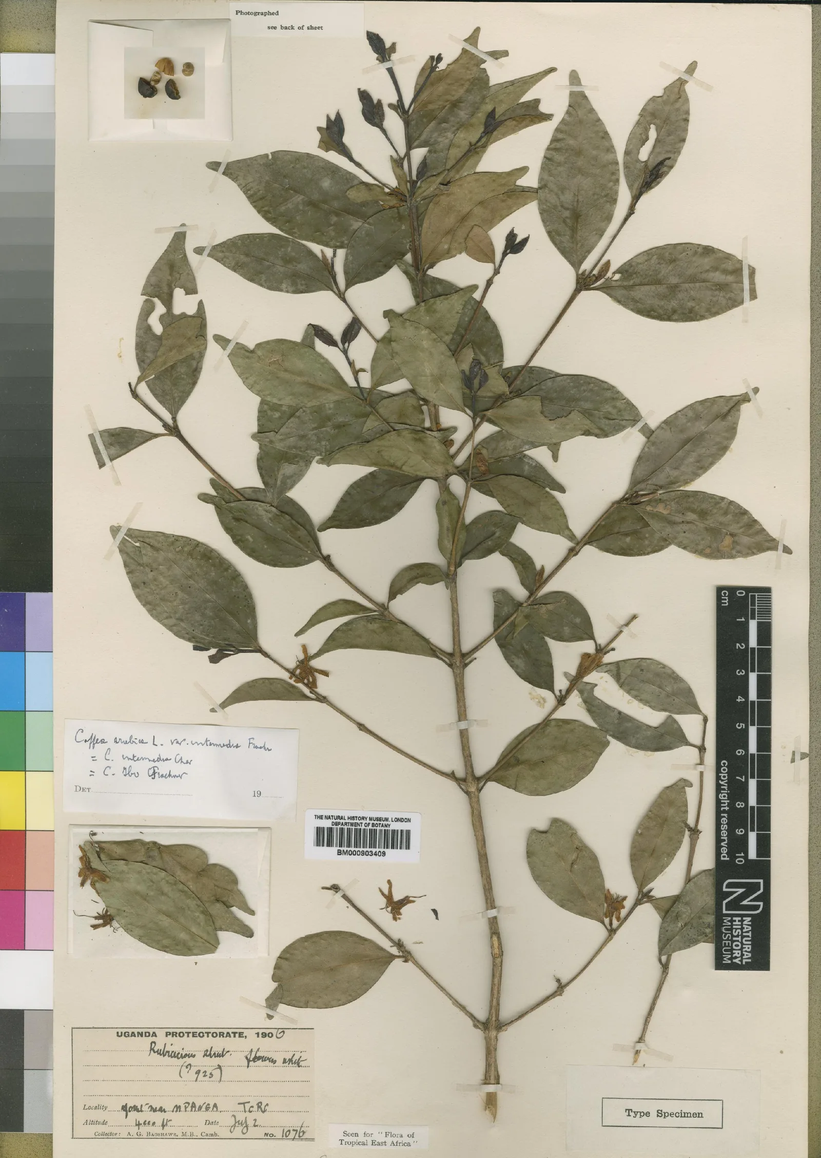 Un rameau feuillu de Coffea eugenioides, feuilles petites et régulièrement espacées restées d'un vert gris pâle, monte au centre d'une planche crème. Deux étiquettes manuscrites en bas et un sachet de graines en haut à droite accompagnent la mention TYPE SPECIMEN. C'est l'un des deux parents sauvages dont le croisement a donné l'arabica cultivé.