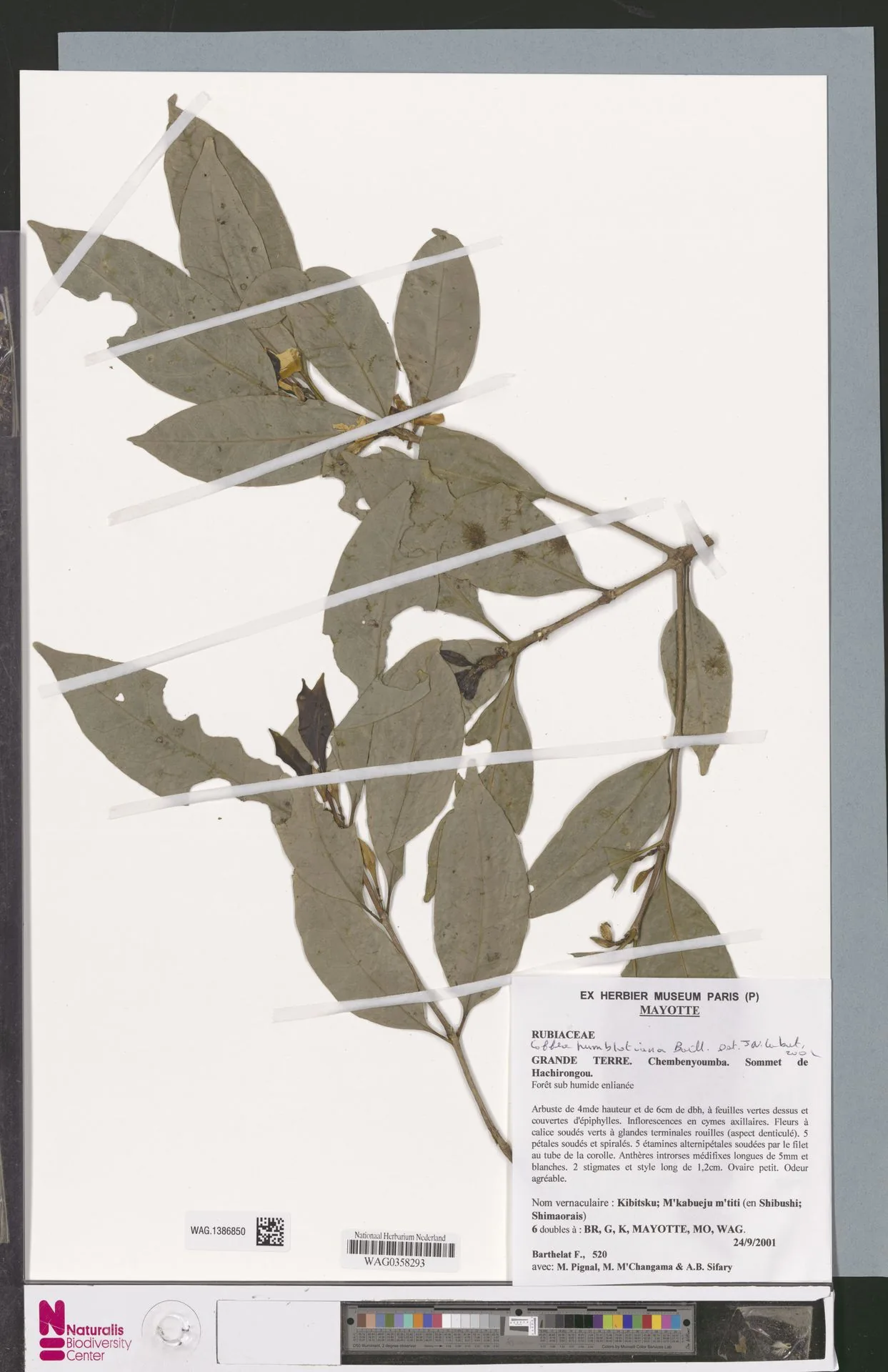 Feuille d'herbier d'un caféier sauvage des Comores, deux rameaux séchés fixés sur le carton avec leurs petites feuilles coriaces, accompagnés de l'étiquette de récolte imprimée et de l'échelle de couleurs de numérisation.