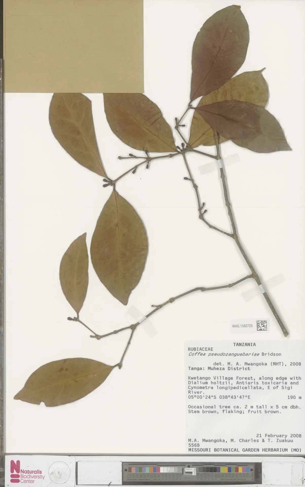 Feuille d'herbier d'un caféier est-africain sans caféine, rameau séché portant feuilles et fruits, cousu sur le carton à côté de son étiquette de récolte et d'une mire de couleurs.