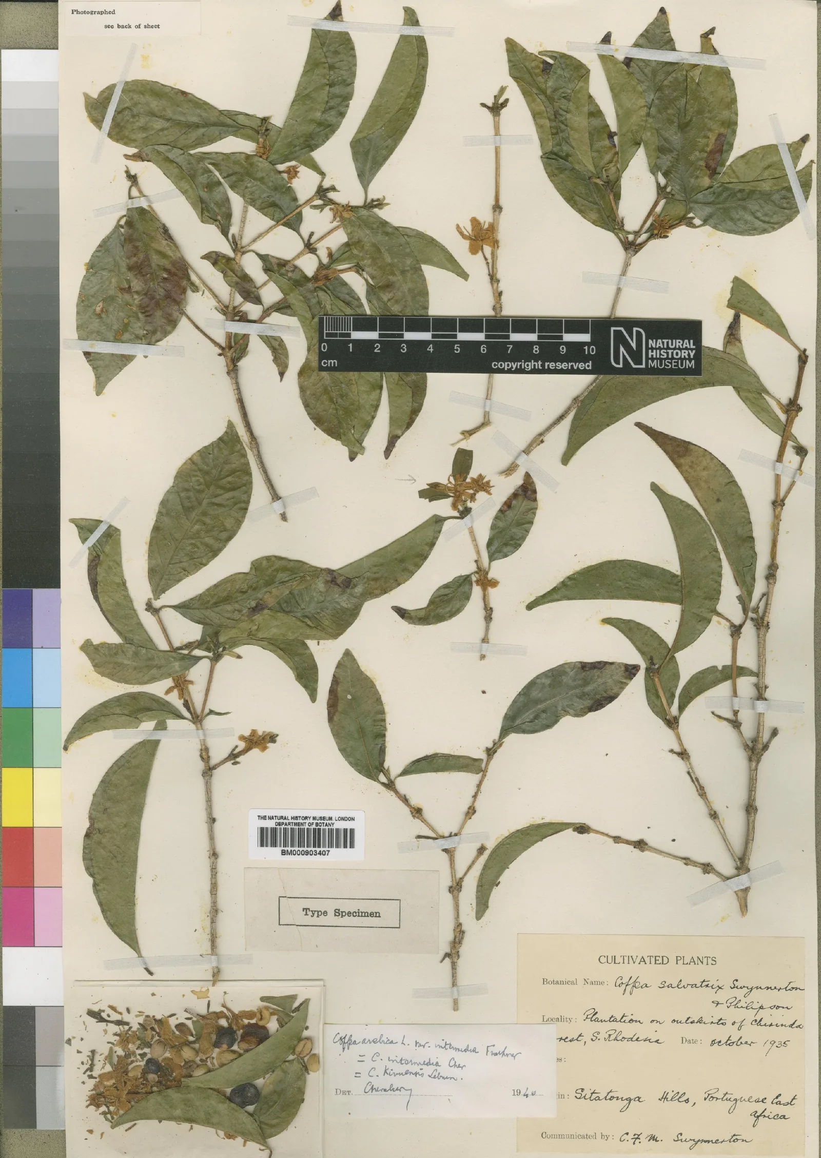 Plusieurs rameaux fleuris de Coffea salvatrix couvrent la planche en éventail, feuilles étroites et bouquets de petites fleurs sèches groupés à l'aisselle des tiges. Une étiquette imprimée en bas porte la mention CULTIVATED PLANTS, signe que le pied provient d'une collection d'essai et non de la forêt, et rappelle la raison du nom donné à l'espèce, le caféier que l'on espérait salvateur face aux maladies.