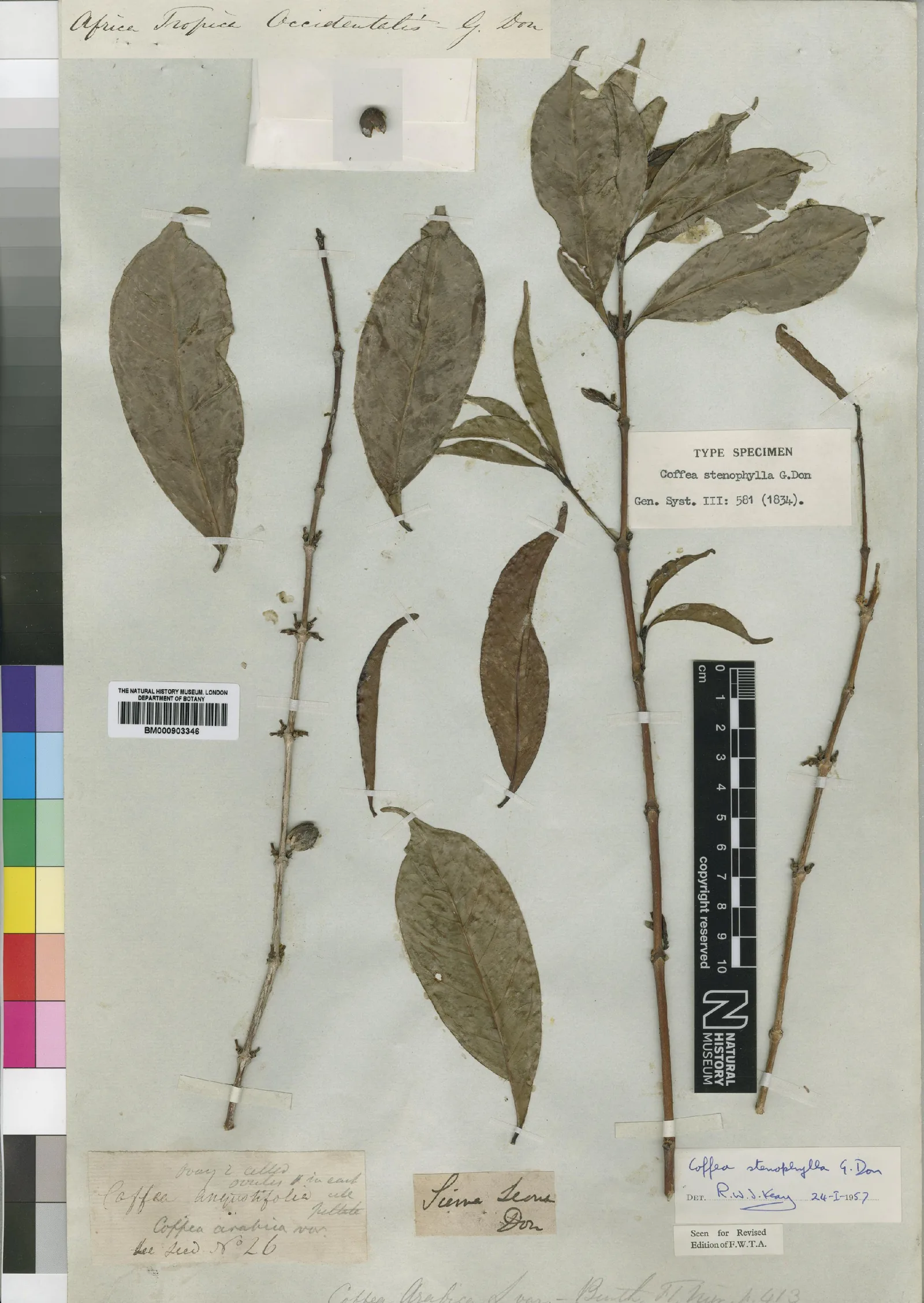 Trois rameaux de Coffea stenophylla pressés à plat sur un carton crème, feuilles longues et étroites virant au vert olive sombre, cousues au fil blanc. Une étiquette dactylographiée au centre droit porte la mention TYPE SPECIMEN et le nom de l'espèce ; en haut à gauche, l'écriture de George Don indique Africa Tropica Occidentalis, en bas une étiquette ancienne dit seulement Sierra Leone. Un petit sachet plié en haut de la planche retient quelques graines détachées. Le long du bord droit courent la réglette graduée et la mire de couleurs de la numérisation du muséum.