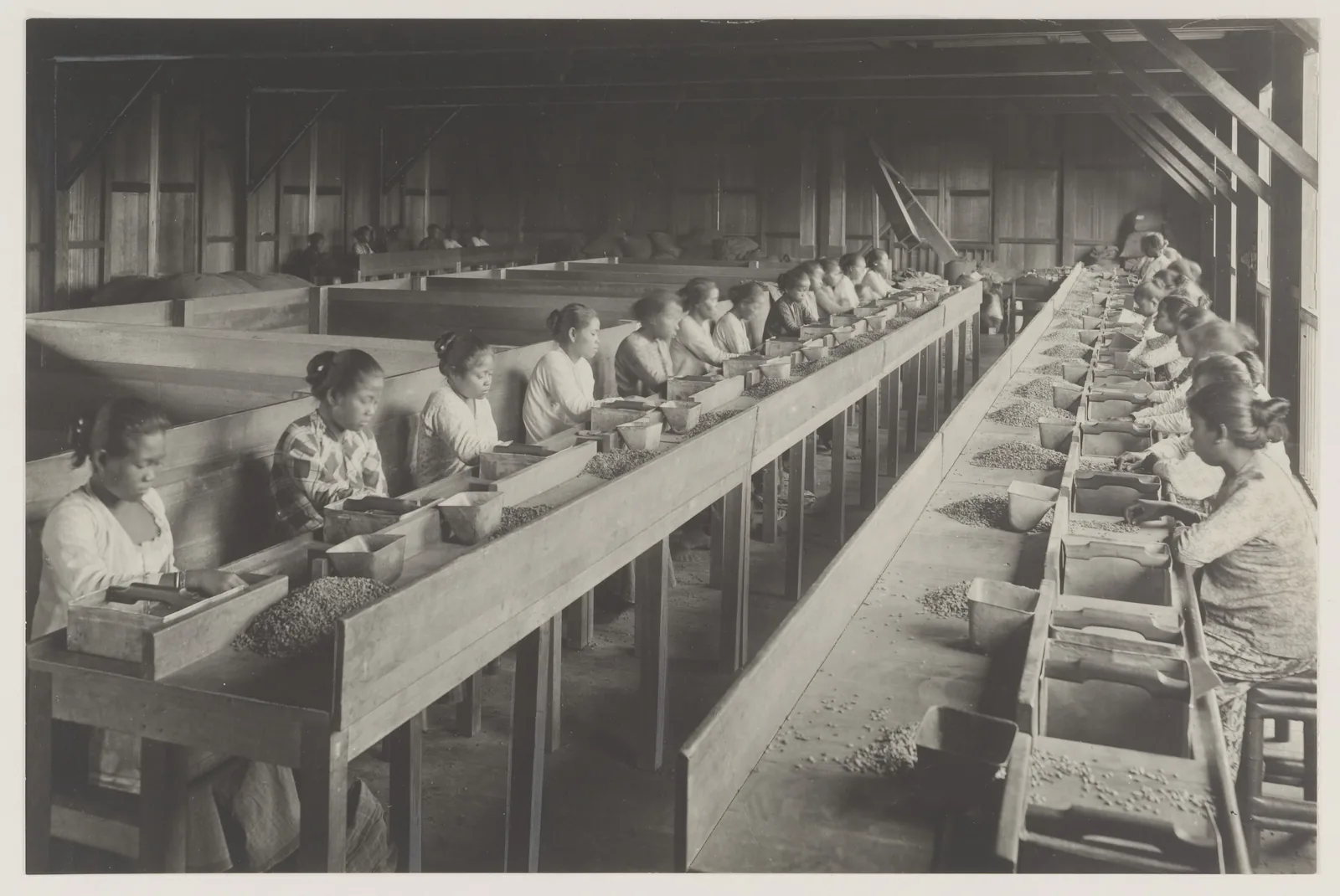 Dans un long hangar de bois, deux rangées de femmes assises face à face trient à la main le café vert étalé sur des tables inclinées qui fuient vers le fond du bâtiment. Chacune pousse les grains devant elle avec une planchette et fait tomber les défauts dans un bac de bois ; des tas de grains attendent le long des tables et par terre. La perspective des bancs dit la dimension industrielle d'un travail entièrement manuel.