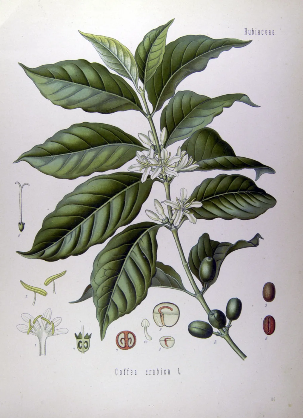Planche botanique de Coffea arabica : rameau fleuri, fruits, coupe du fruit avec deux graines, graines