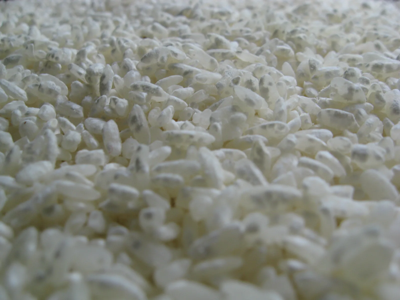 Gros plan sur des grains de riz cuit recouverts du mycélium blanc et gris d'Aspergillus oryzae, le champignon du koji