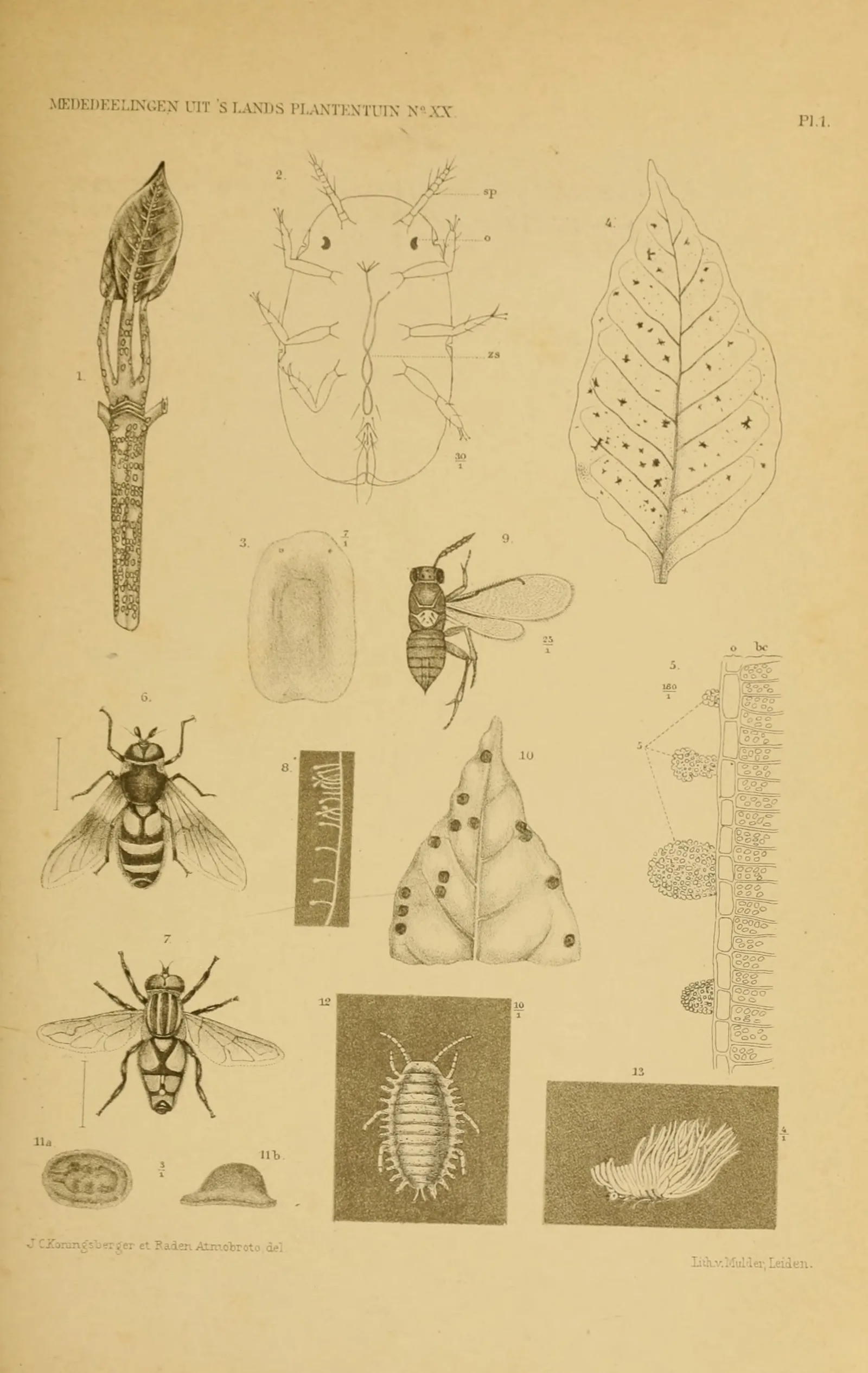 Planche lithographiée réunissant un jeune rameau de caféier couvert de cochenilles vertes, la larve et la femelle adulte de l'insecte, une feuille envahie par la fumagine noire qui pousse sur son miellat, et les mouches et micro-guêpes qui s'en nourrissent.