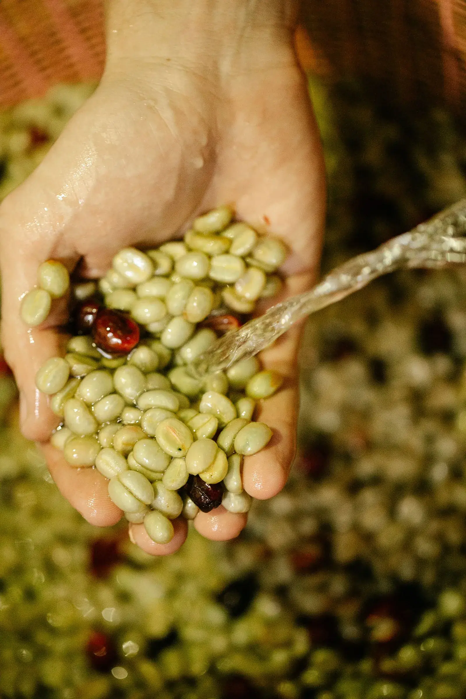 Une main pleine de grains fraîchement dépulpés, encore verts, sous un filet d'eau claire.