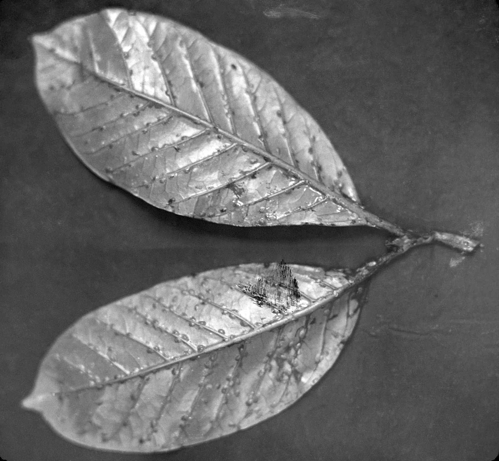 Photographie rapprochée d'une feuille de caféier tenue à plat, dont la nervure centrale et le pétiole sont couverts de cochenilles plates et rondes alignées les unes derrière les autres.