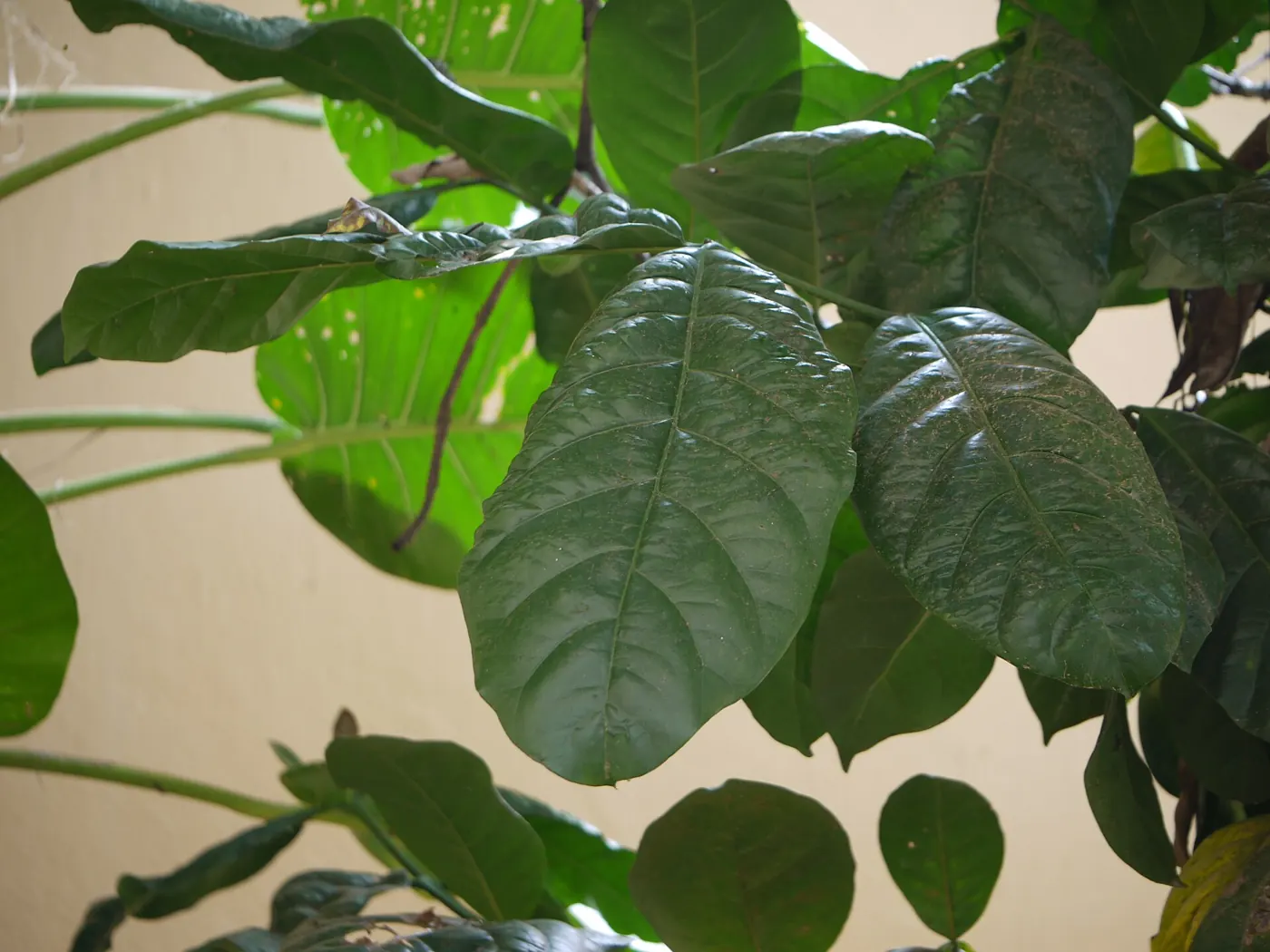 Fruits de Coffea liberica
