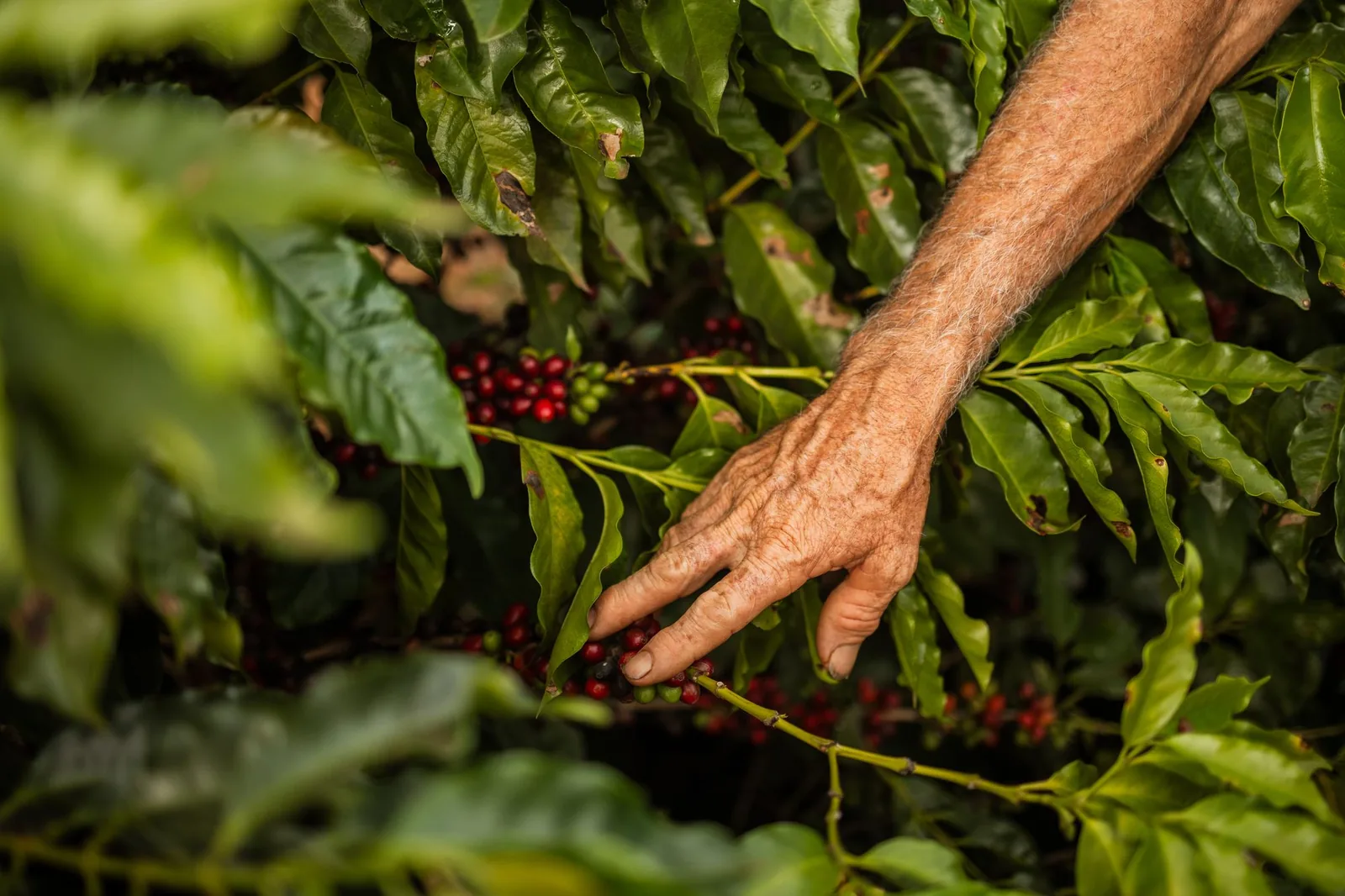 Une main ridée se referme sur des cerises rouges accrochées à une branche de caféier.
