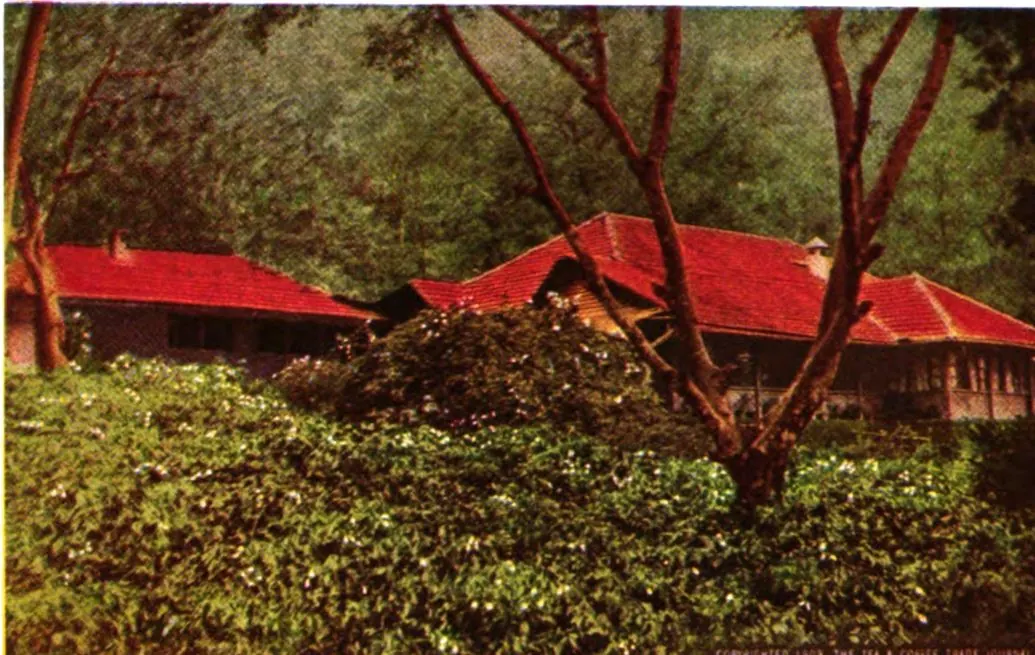 Caféiers en fleurs devant un bungalow de planteur, Mysore, 1909