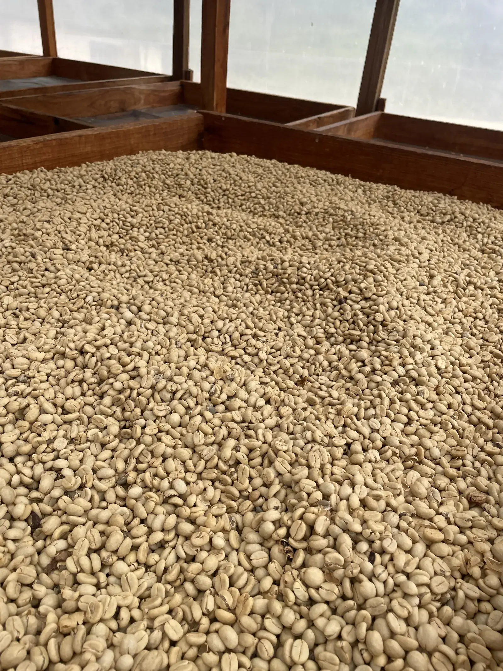 Cafe en parche en vrac dans une tremie de bois