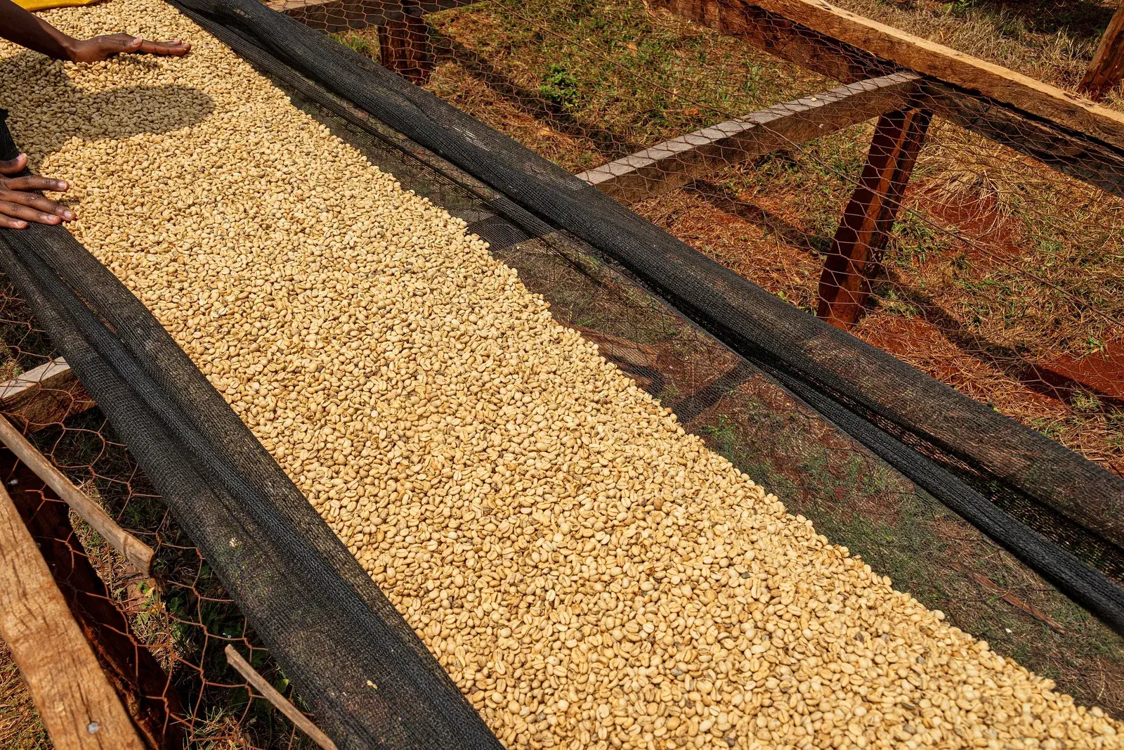 Couche régulière de grains en parche beige étalée sur une claie grillagée, vue en enfilade.