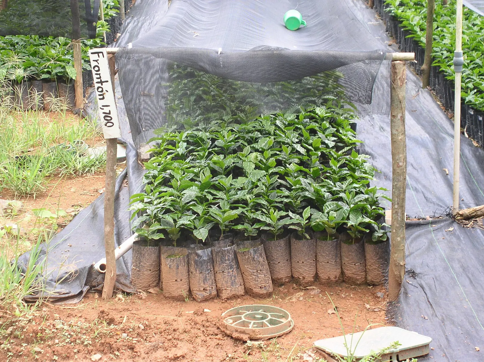 Coffee seedlings puerto rico.jpg