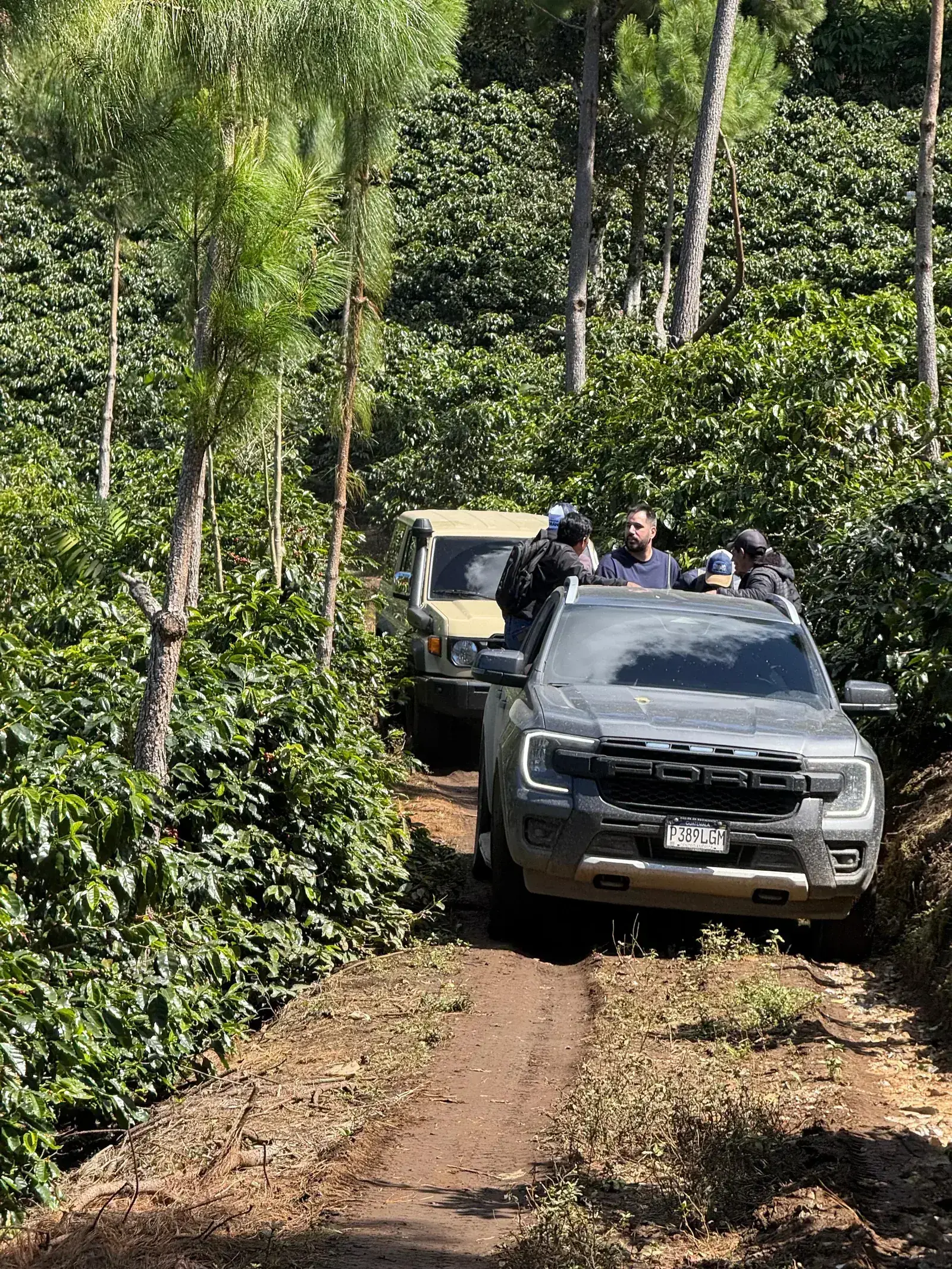 Piste de terre a travers la caferaie