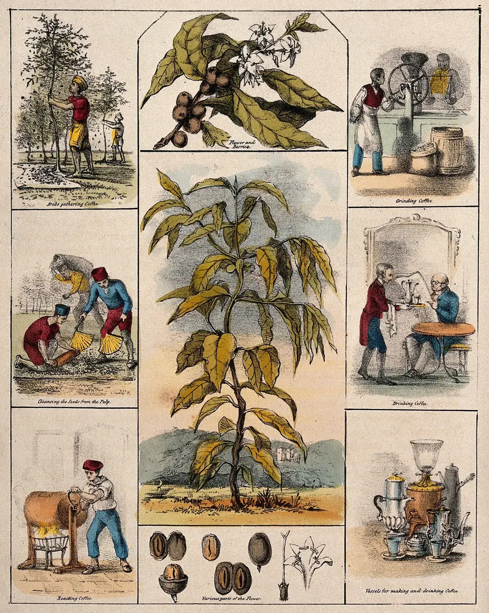 Planche lithographiée et coloriée composée comme un tableau à compartiments. Au centre, un jeune caféier entier planté dans un paysage ouvert, et au-dessus de lui un détail du rameau en fleurs et en fruits. Tout autour, six vignettes encadrées et légendées en anglais déroulent la chaîne du café : la cueillette dans la plantation, la séparation du grain et de la pulpe, la torréfaction au brasero, la mouture au moulin, deux hommes attablés qui boivent face à face, et un étalage d'ustensiles de préparation. Sous le caféier, une rangée de grains vus sous tous leurs angles et la fleur dépliée.