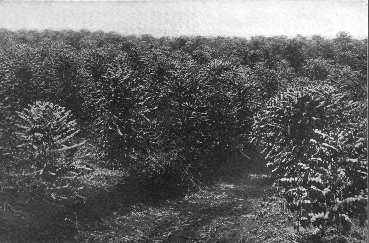 Plantation, 1922