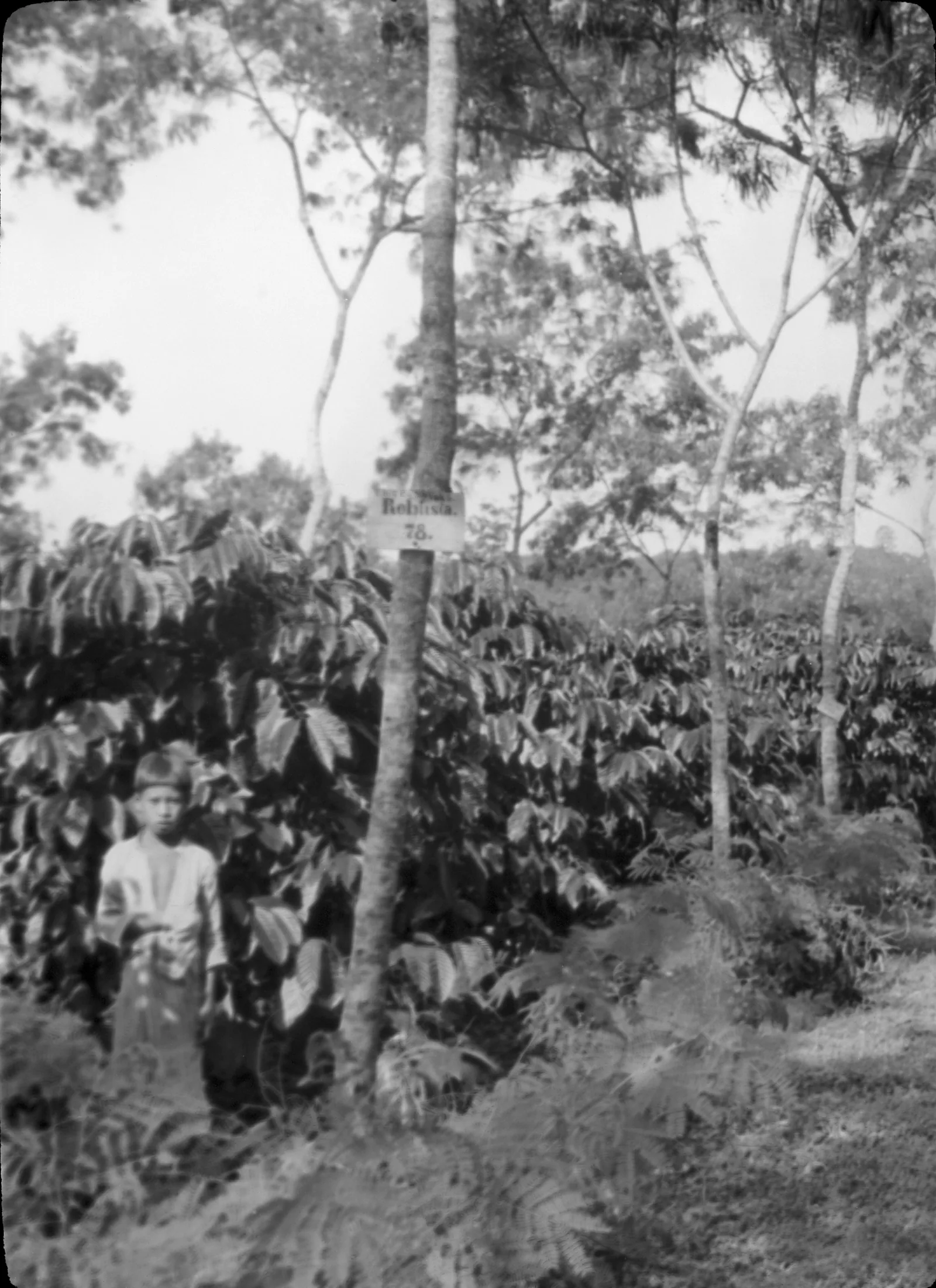 Photographie d'une plantation de robusta en rangs réguliers, un enfant debout devant les caféiers servant d'échelle et montrant que les arbustes le dépassent de plus du double.