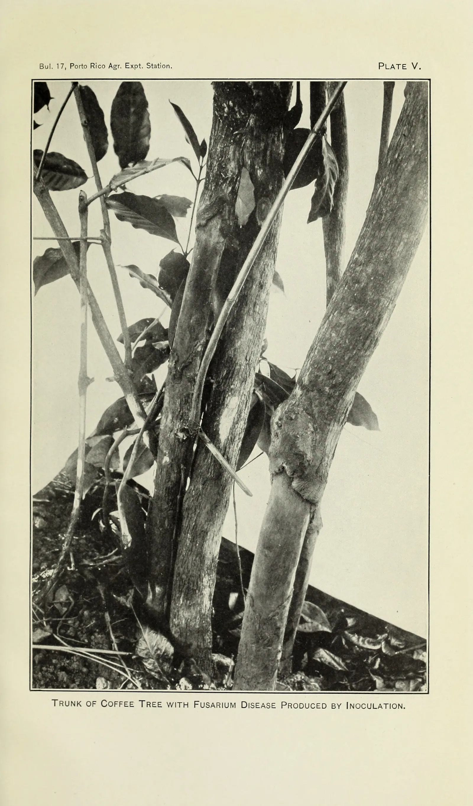 Planche photographique montrant de près le tronc d'un caféier vivant dont l'écorce s'est fendue et soulevée en longues plaques sur toute la hauteur du cliché, suite à une inoculation expérimentale du champignon.