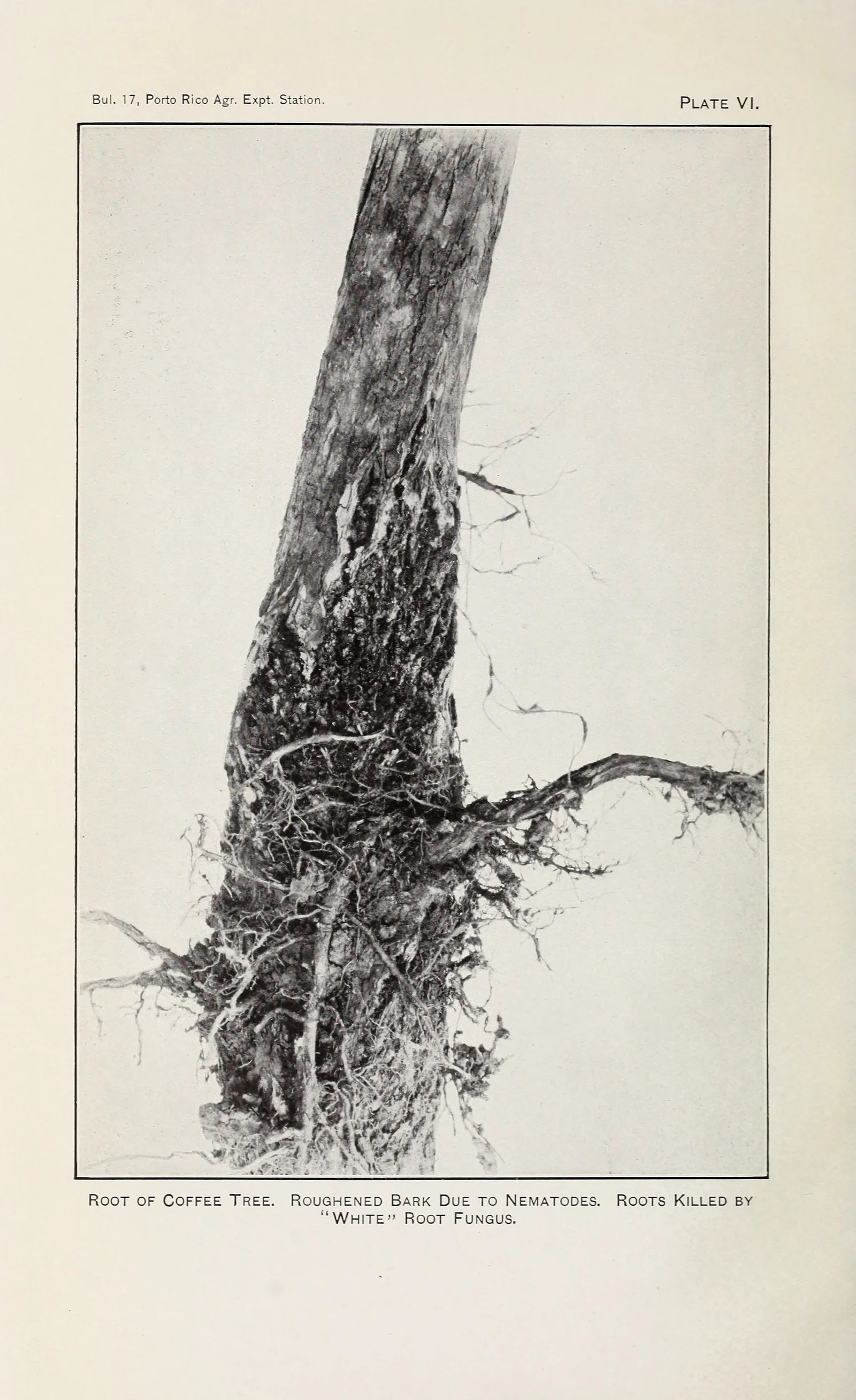 Planche photographique d'une racine de caféier déterrée et dressée verticalement, l'écorce boursouflée et rugueuse sur toute sa longueur sous l'effet des nématodes, les radicelles latérales réduites à des moignons secs.