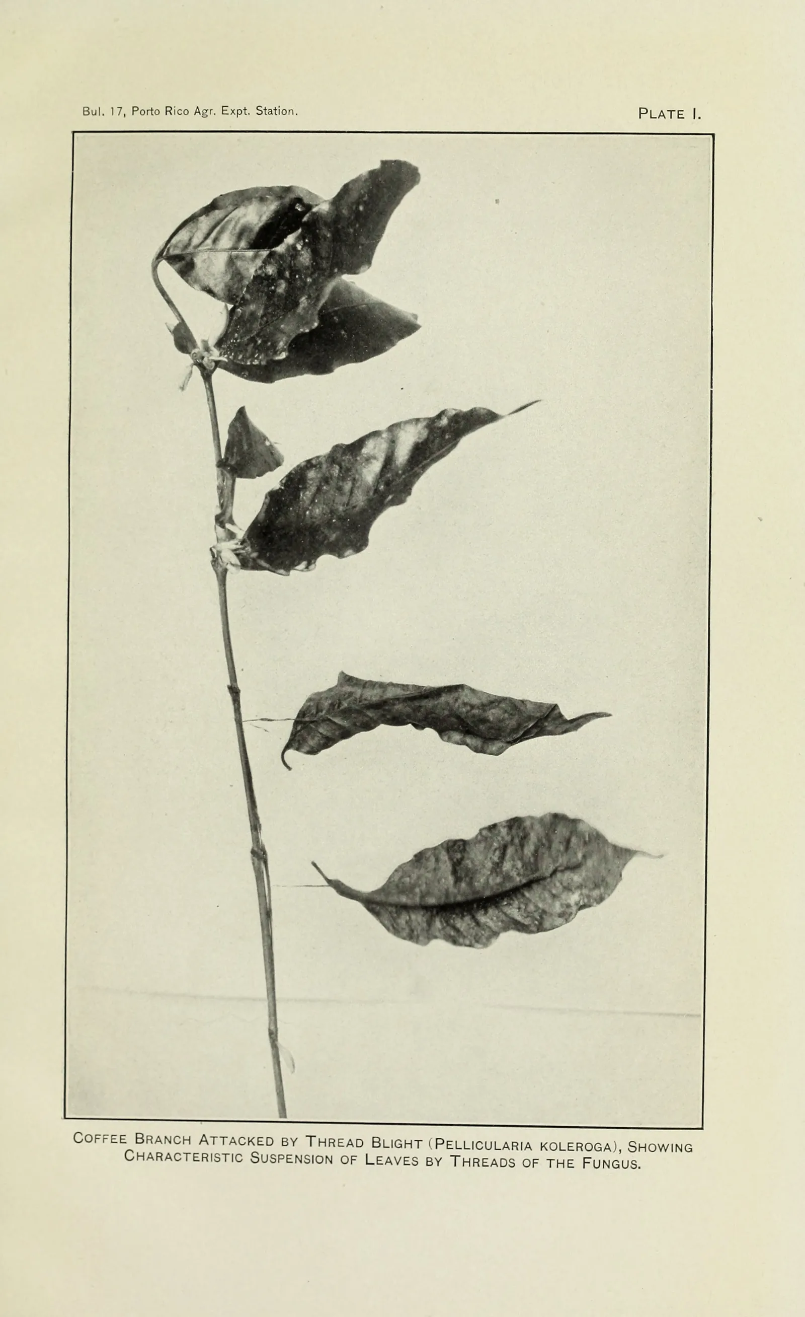Planche photographique d'un rameau de caféier dressé sur fond clair dont les feuilles mortes, brunies et recroquevillées, ne tiennent plus à la tige que par les filaments du champignon qui les retient suspendues dans le vide.