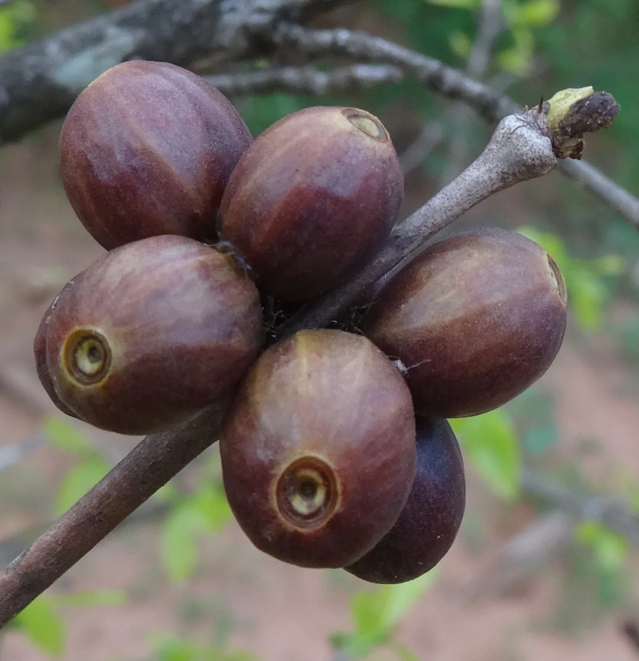 Photographie rapprochée de cerises de Coffea racemosa groupées par deux ou trois sur un rameau, fruits nettement plus petits et plus courts que ceux de l'arabica, d'un rouge sombre presque violacé.