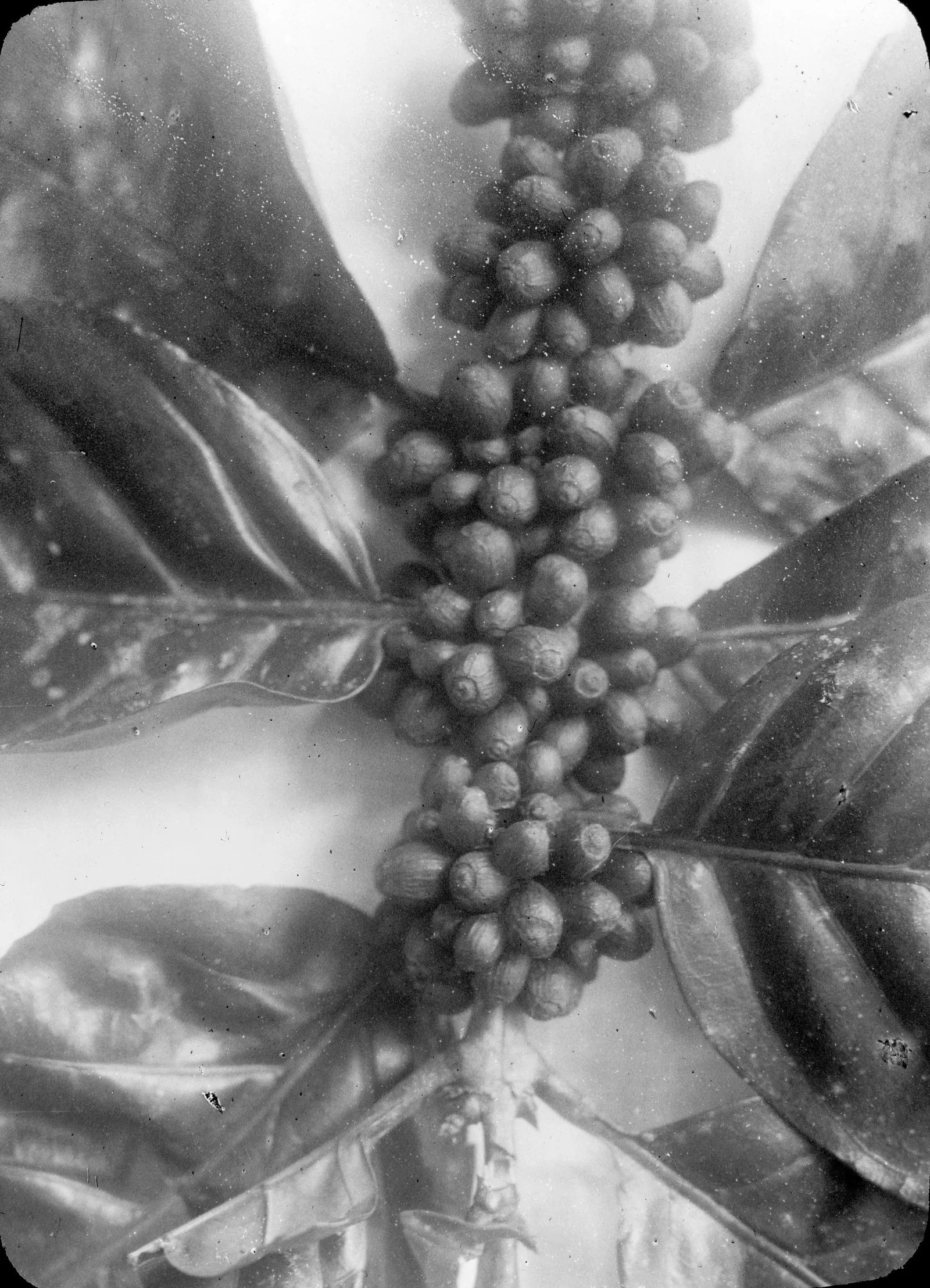 Photographie d'un long rameau d'excelsa détaché et posé à plat, les cerises rassemblées en glomérules compacts à chaque nœud, séparés par des entre-nœuds nus plus longs que chez le robusta.