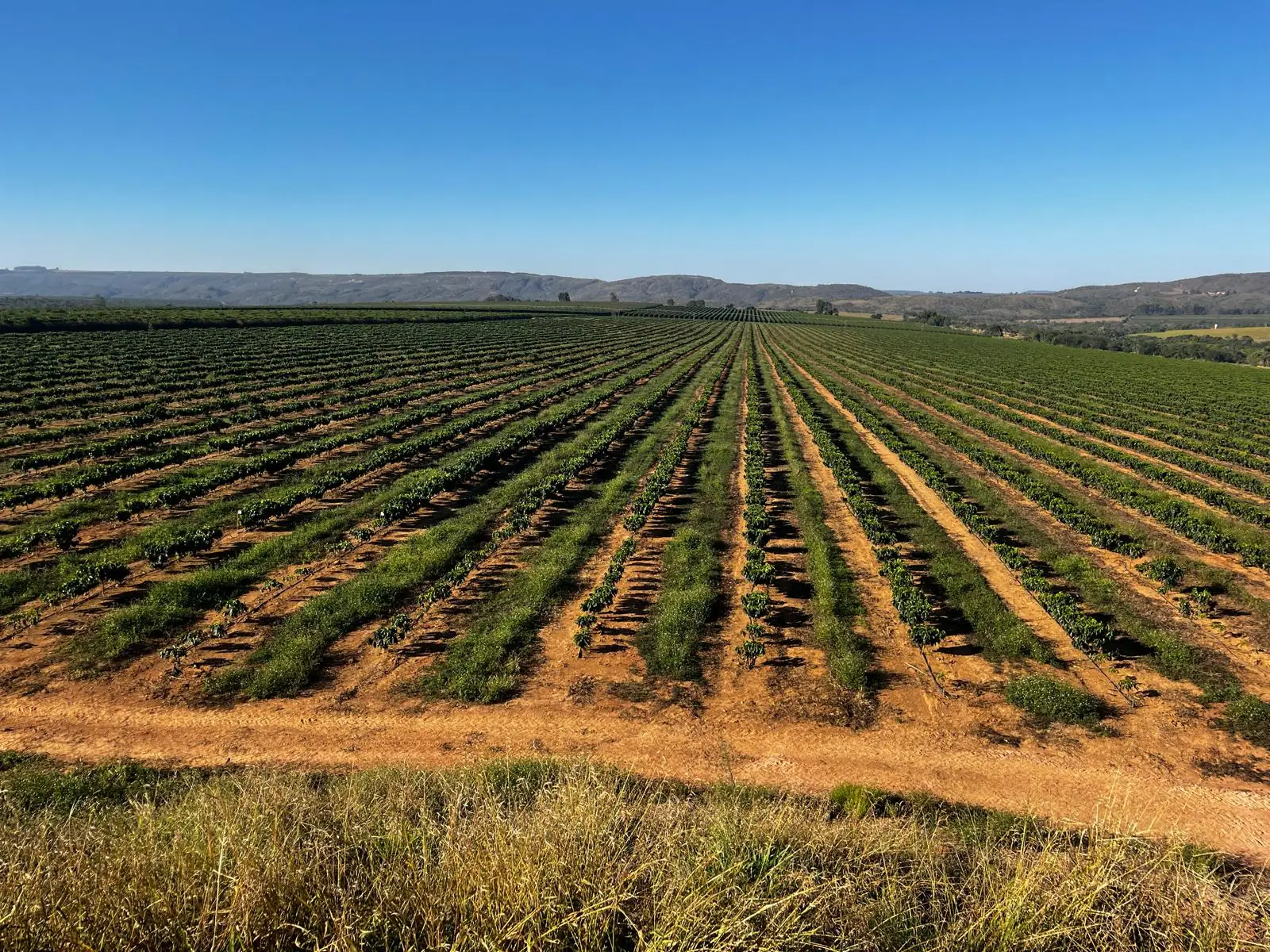 Caferaie plantee en rangs rectilignes jusqu'a l'horizon, sur terre rouge