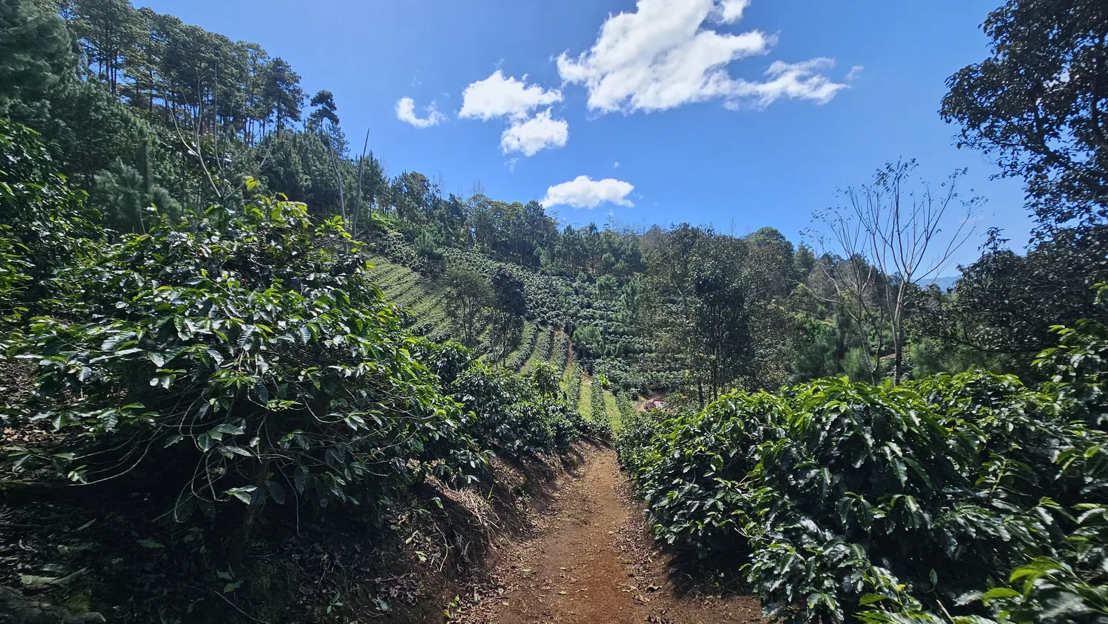 Rangs de cafeiers et allee de terre
