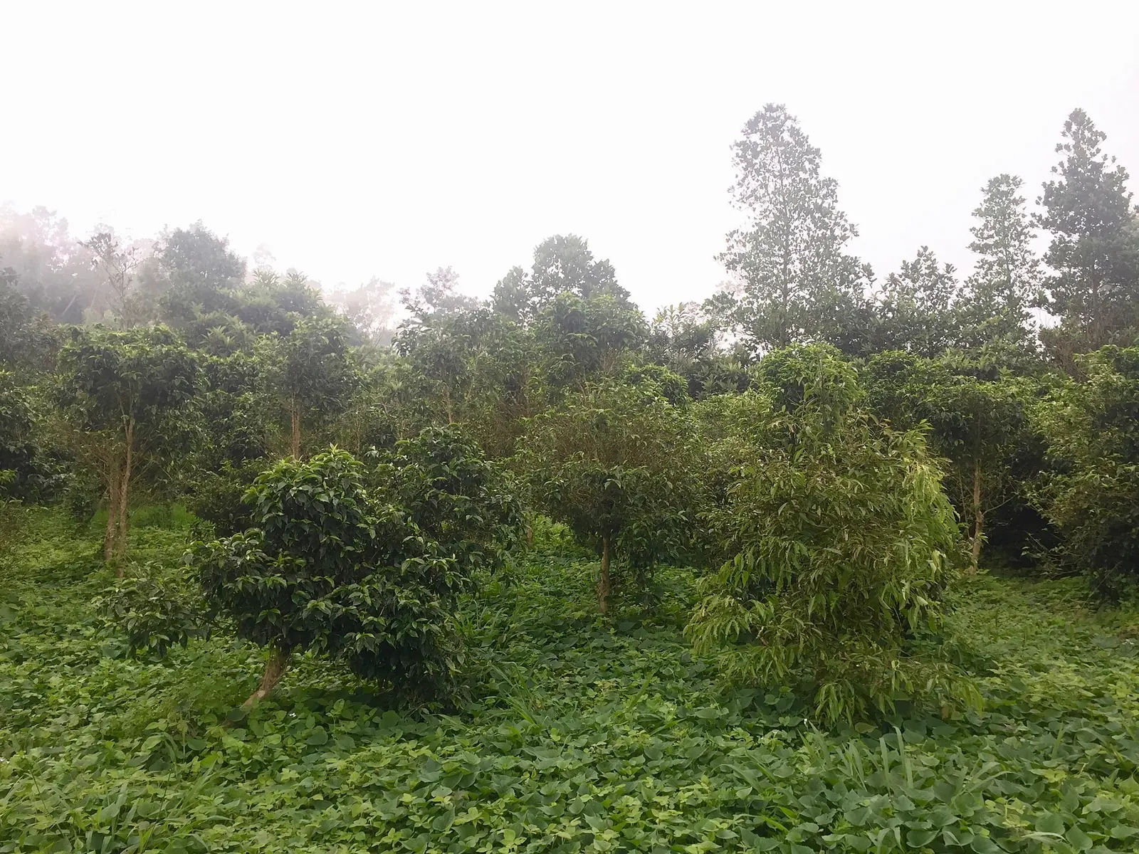 Coffea arabica 'bourbon pointu' from Sliti farm in Reunion island.jpg, 2017