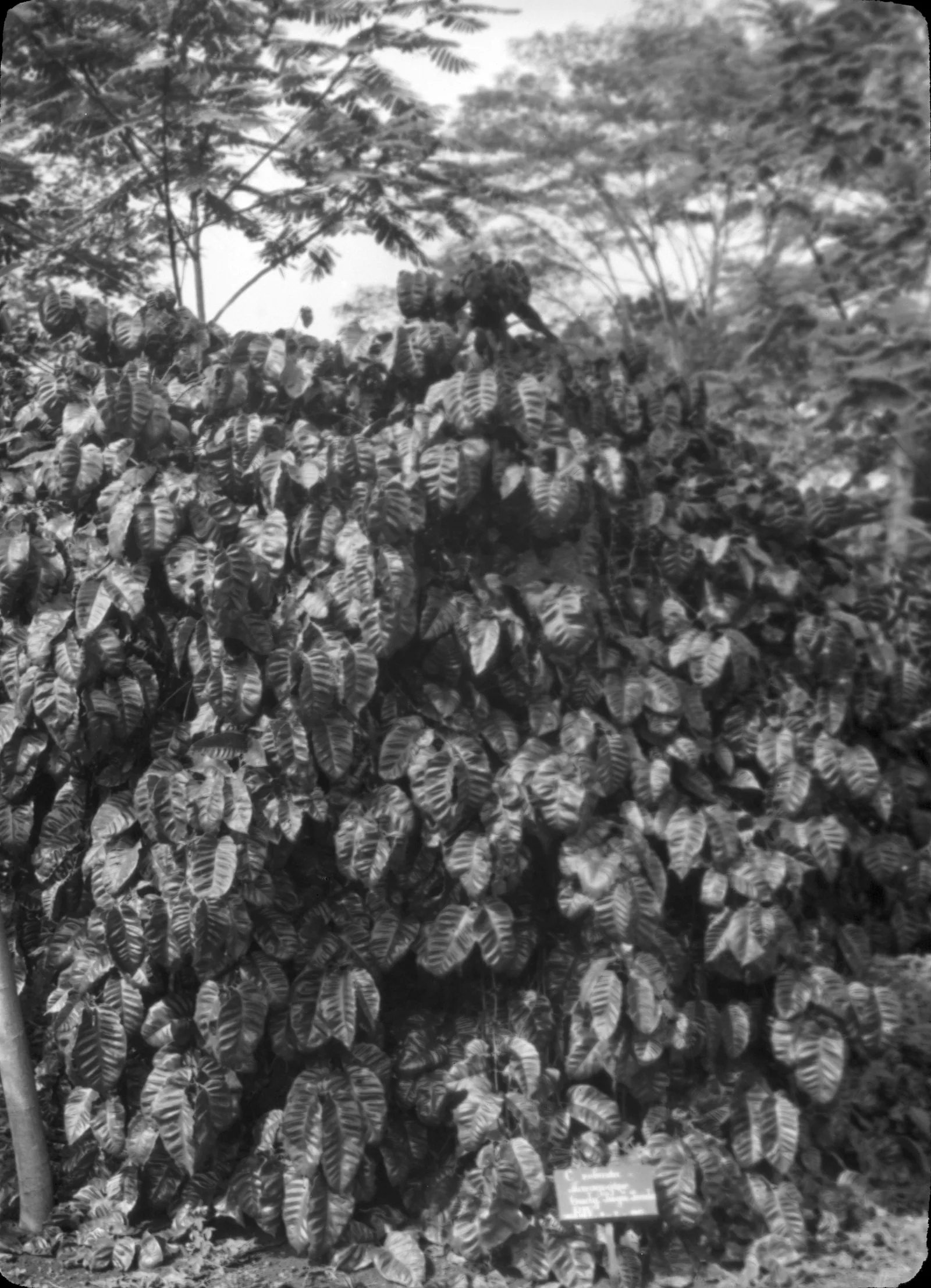 Photographie d'un caféier robusta de plantation à Java, tronc unique bien dégagé au premier plan, ramure étalée sous l'ombrage des grands arbres qui ferment le fond du cliché.