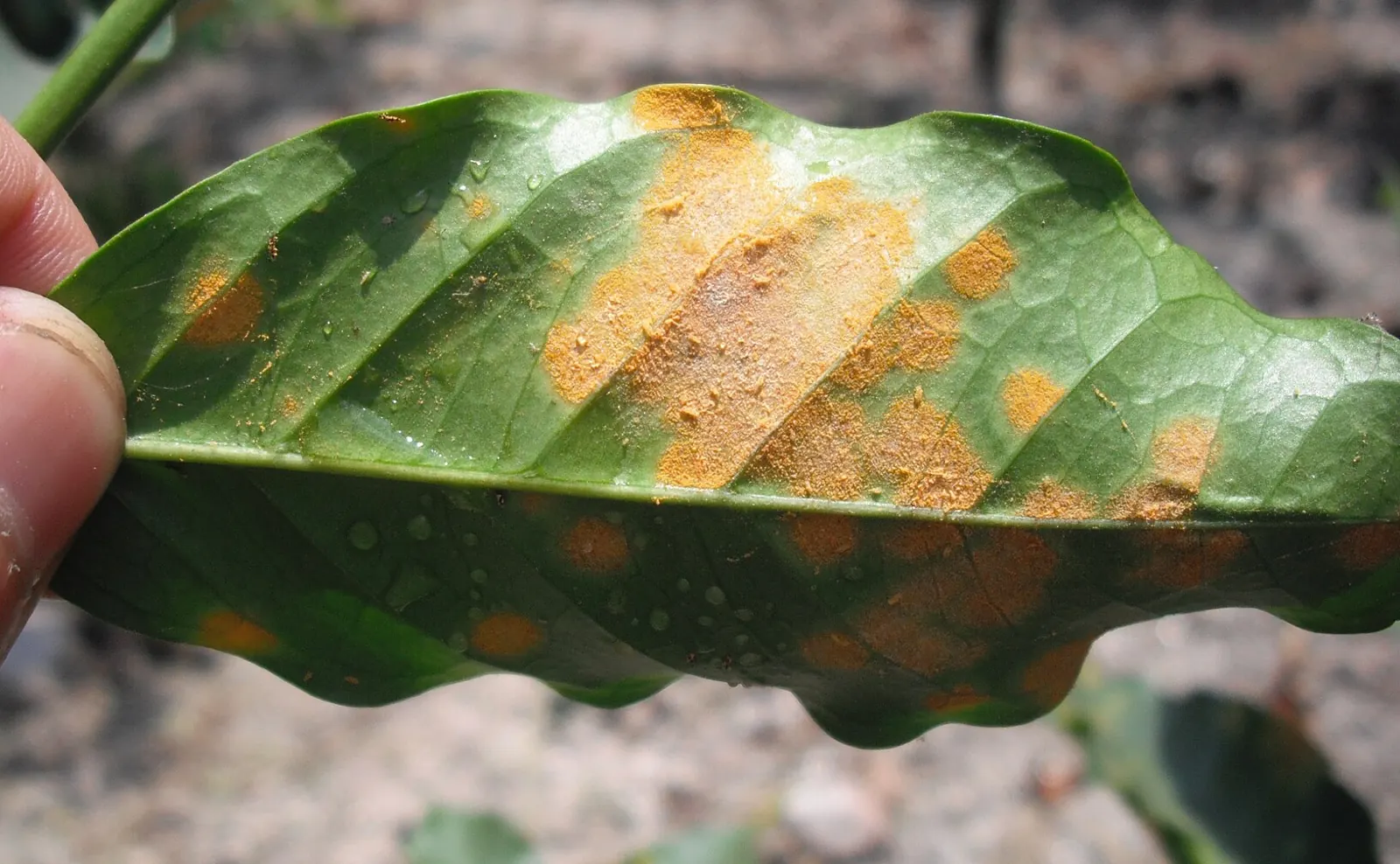 Hemileia vastatrix - coffee leaf rust.jpg, 2011