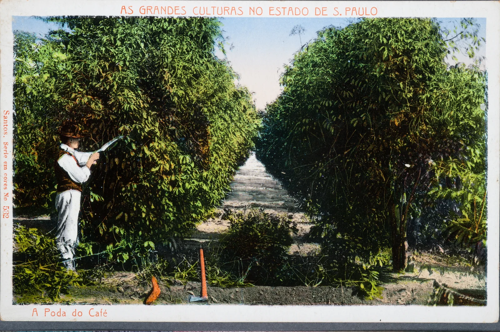 Carte postale coloriée à la main, légendée A Poda do Café. Un ouvrier en chemise blanche, gilet et chapeau lève une longue serpe vers le sommet d'un caféier au feuillage épais, au bord d'une allée de terre claire qui file en perspective entre deux rangées hautes de plus de trois mètres. Les branches coupées jonchent le sol au premier plan, avec la hache posée dessus. Le coloriage appuie le vert sombre du feuillage contre le ciel pâle, sans jamais montrer de grain de café. Le fichier a été rogné de la mire de calibration du musée, présente sur l'original de 4256 x 2832 pixels.