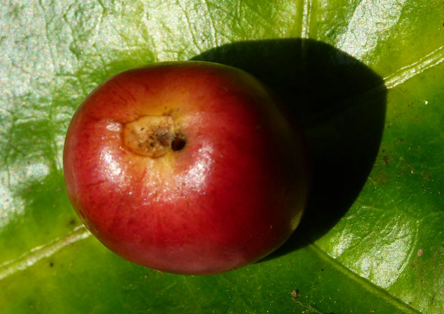 Photographie macro d'une cerise de café encore verte sur sa branche, percée à son extrémité d'un trou noir net d'à peine un millimètre, entouré d'une auréole brunie.