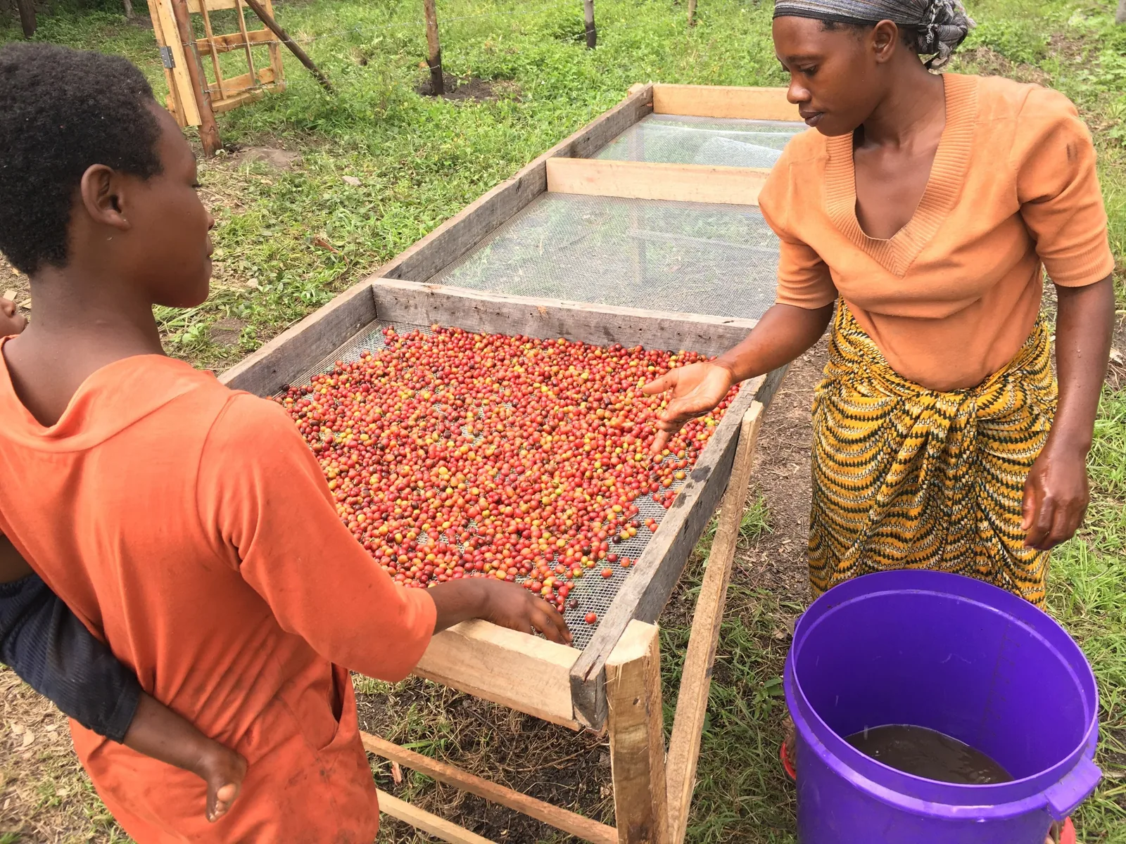Deux femmes étalent des cerises rouges sur une claie de séchage montée sur cadre de bois.