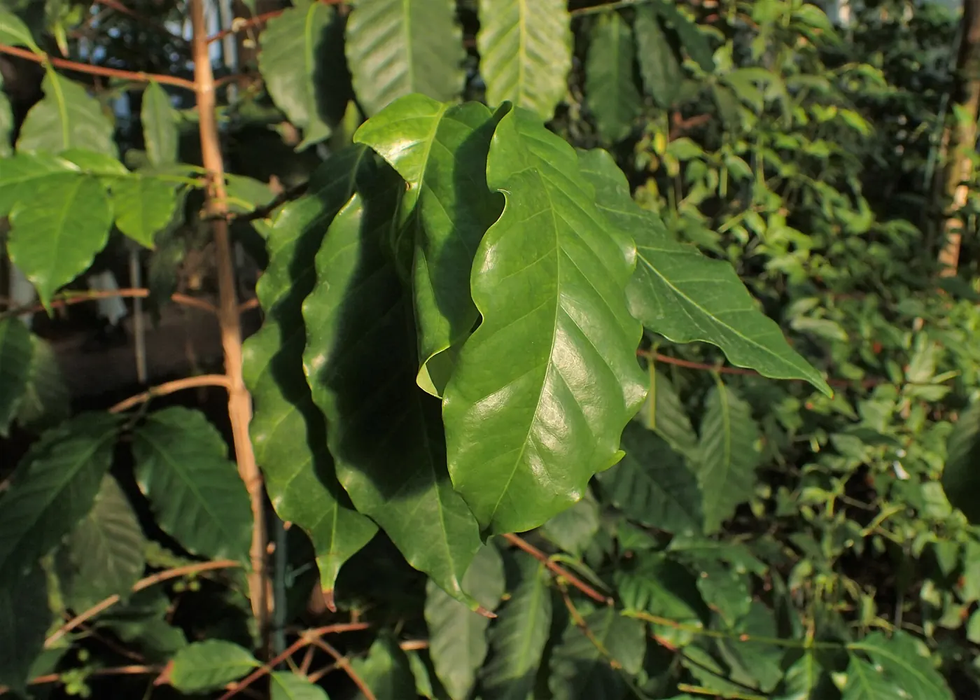 Feuilles de Coffea stenophylla