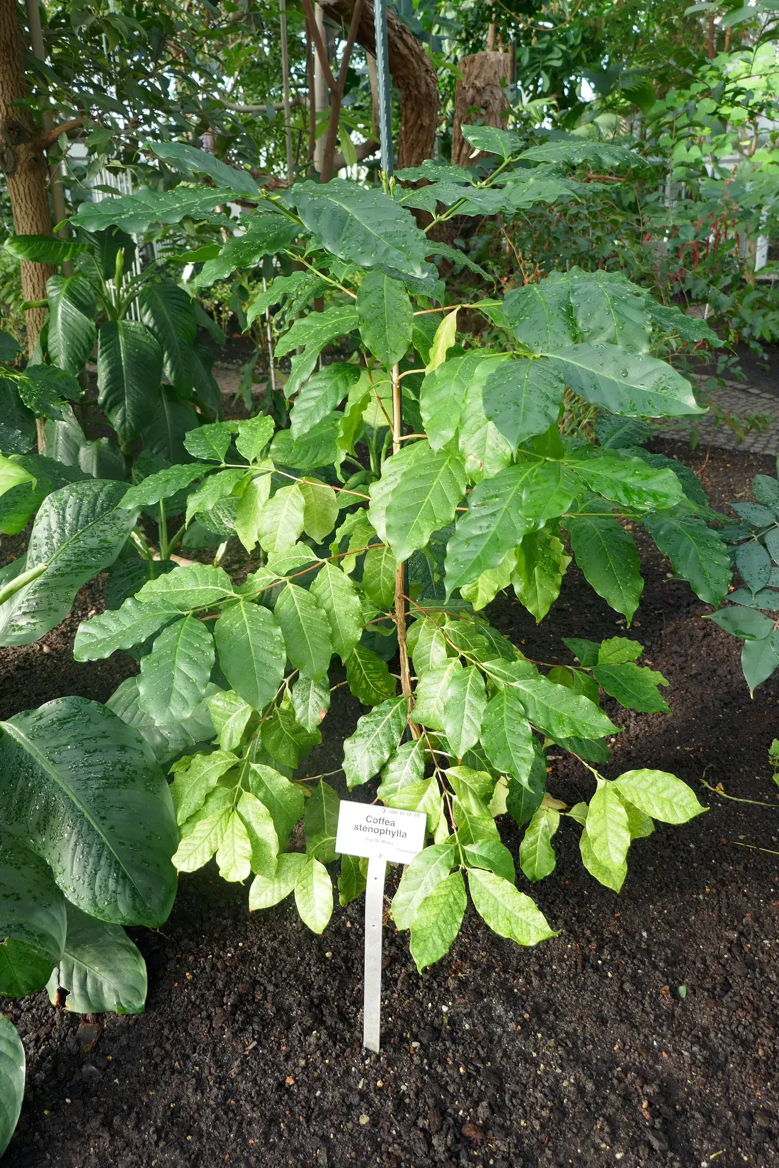 Photographie en couleurs d'un rameau de Coffea stenophylla cultivé sous serre, aux feuilles longues et étroites terminées en pointe fine, plus sombres et plus effilées que celles du caféier d'Arabie.