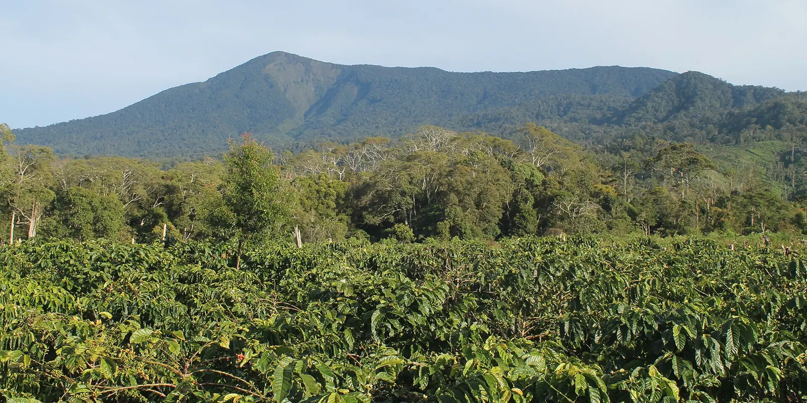 Sumatra