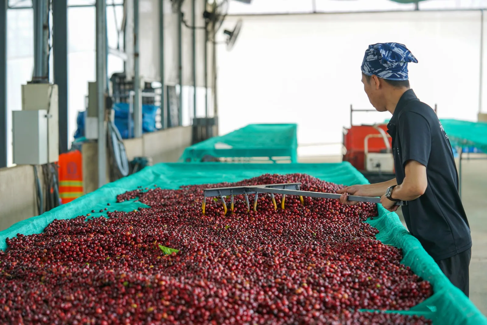 Un ouvrier déplace une caisse au-dessus d'un bac de cerises de robusta, dans un hangar de traitement.