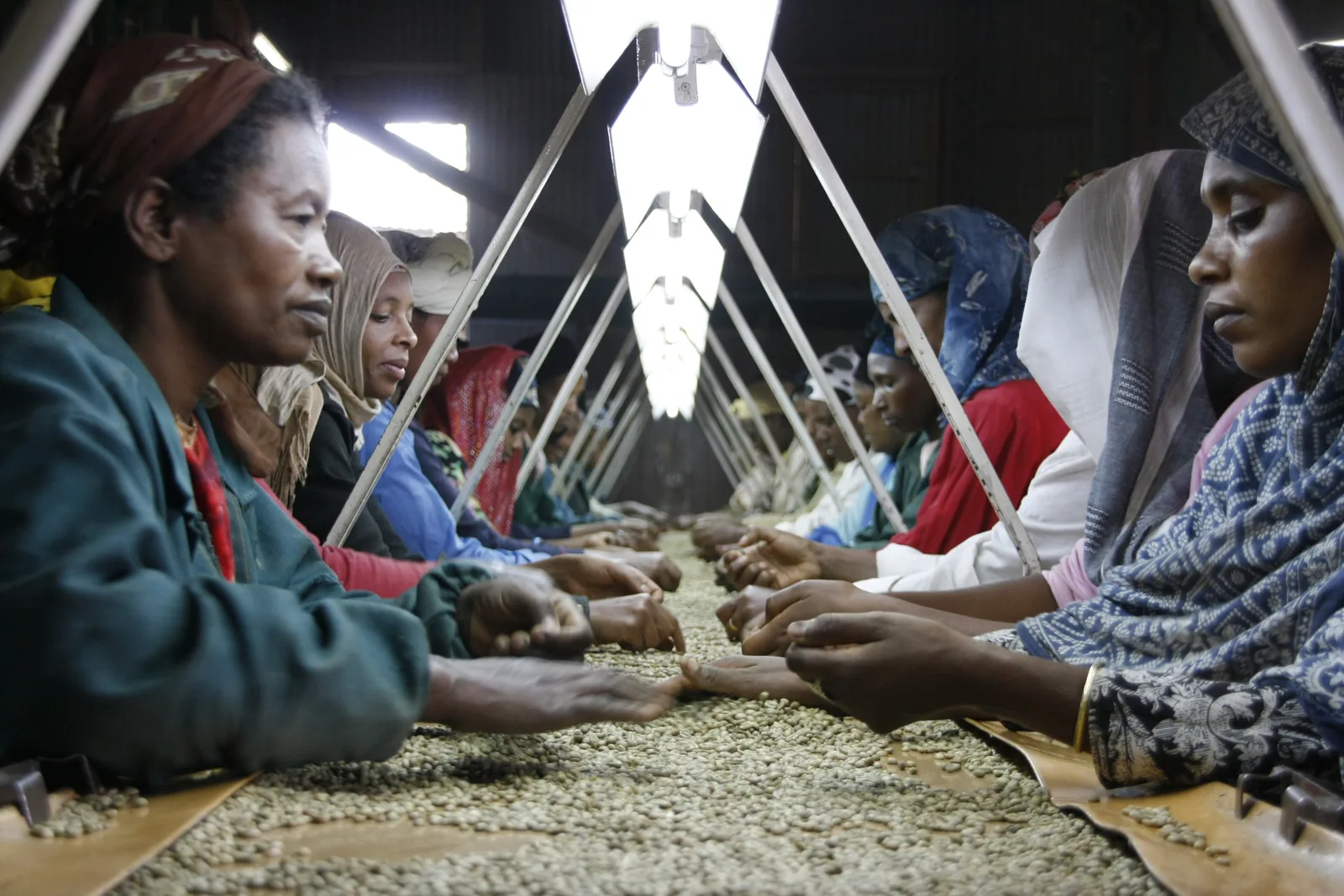 Alignées de part et d'autre d'une longue table éclairée au néon, des trieuses écartent à la main les grains défectueux d'une nappe de café vert.