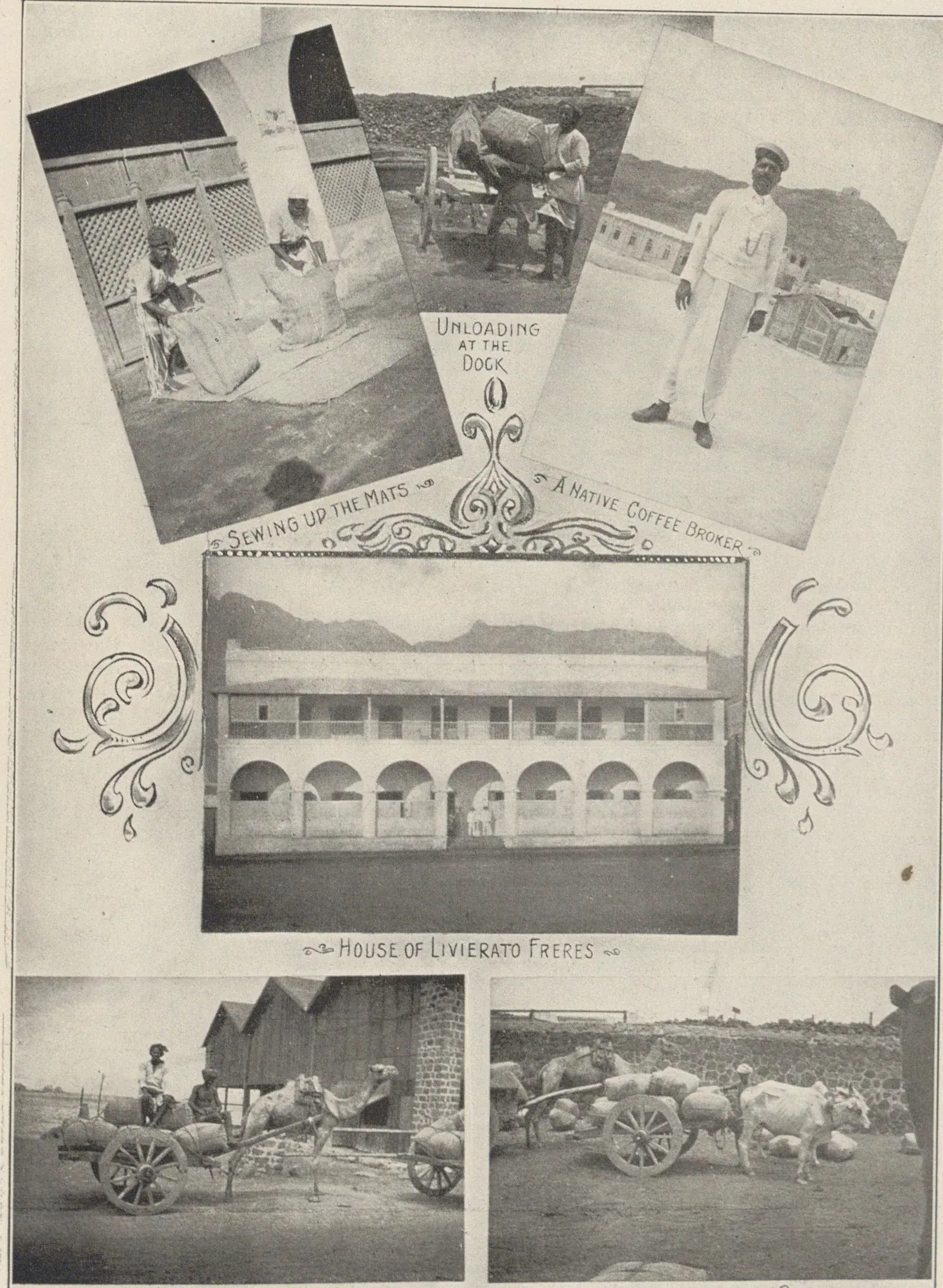 Planche de cinq vues : pesage, ensachage, entrepôt et charrettes à bœufs chargées de sacs de café.