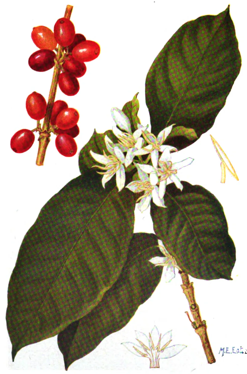Planche en couleurs de Coffea arabica : feuilles, fleurs et fruits