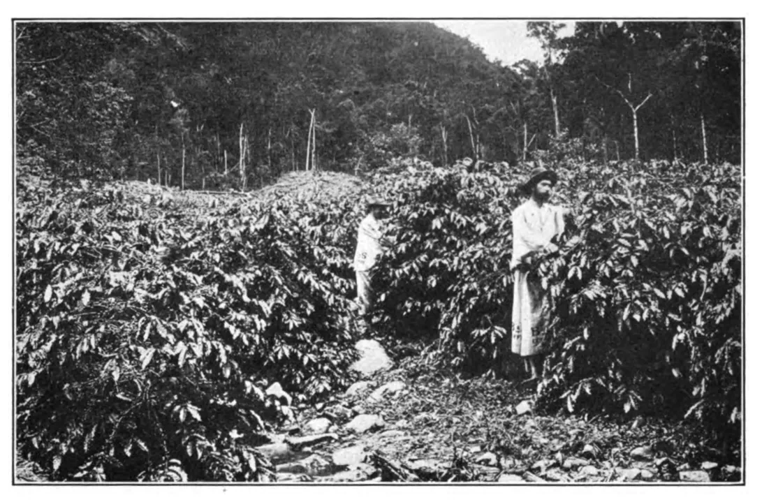 Cueillette sur une plantation du Queensland du Nord