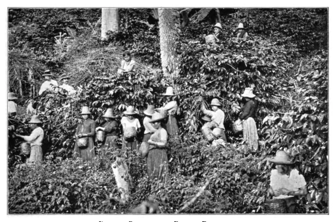Cueillette sur une plantation de Bogota