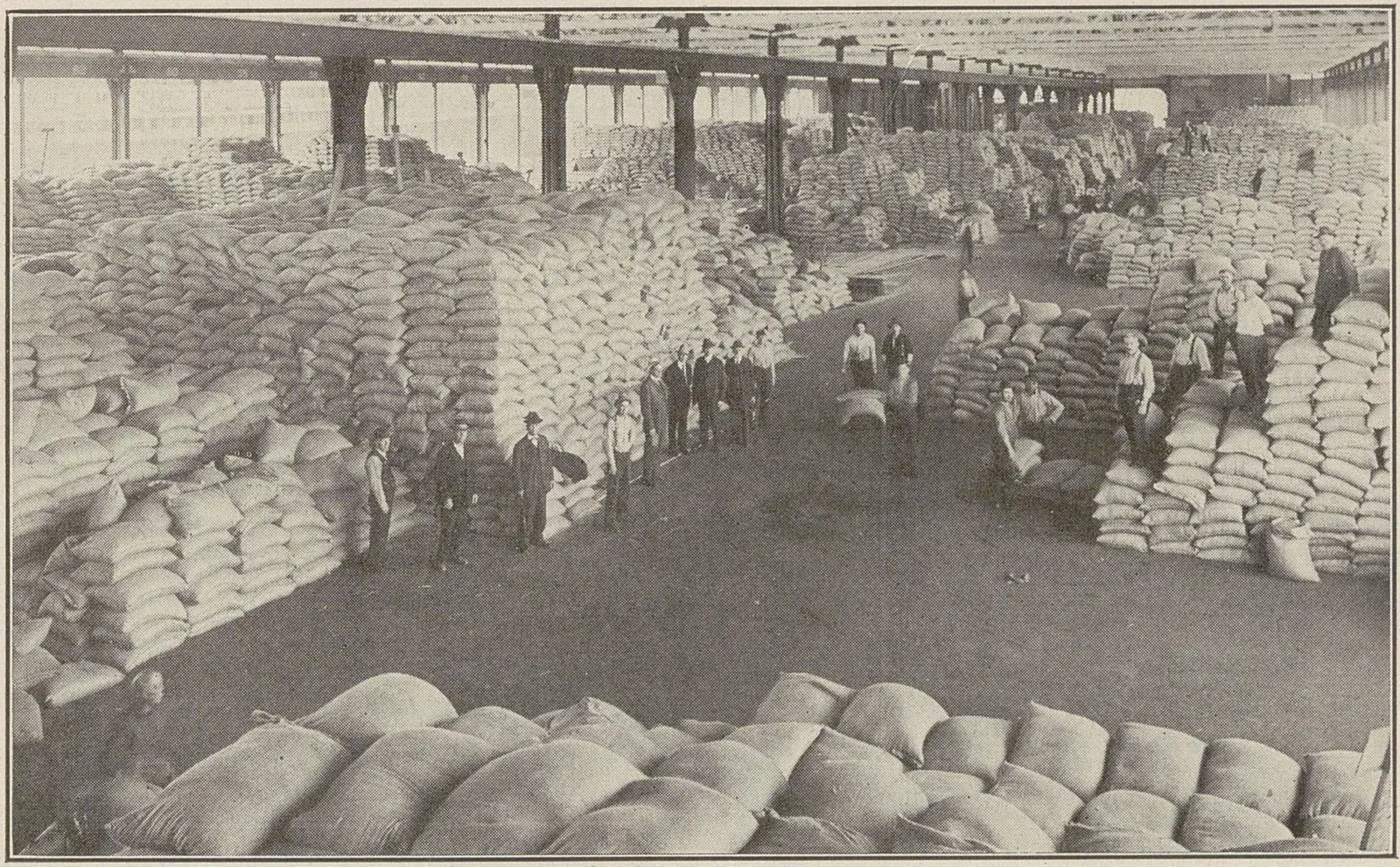 Immense hangar portuaire couvert de milliers de sacs de café, avec des dizaines d'hommes au travail.