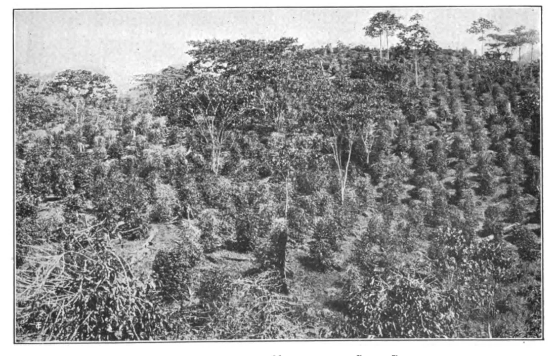 Domaine caféier dans les montagnes du Costa Rica