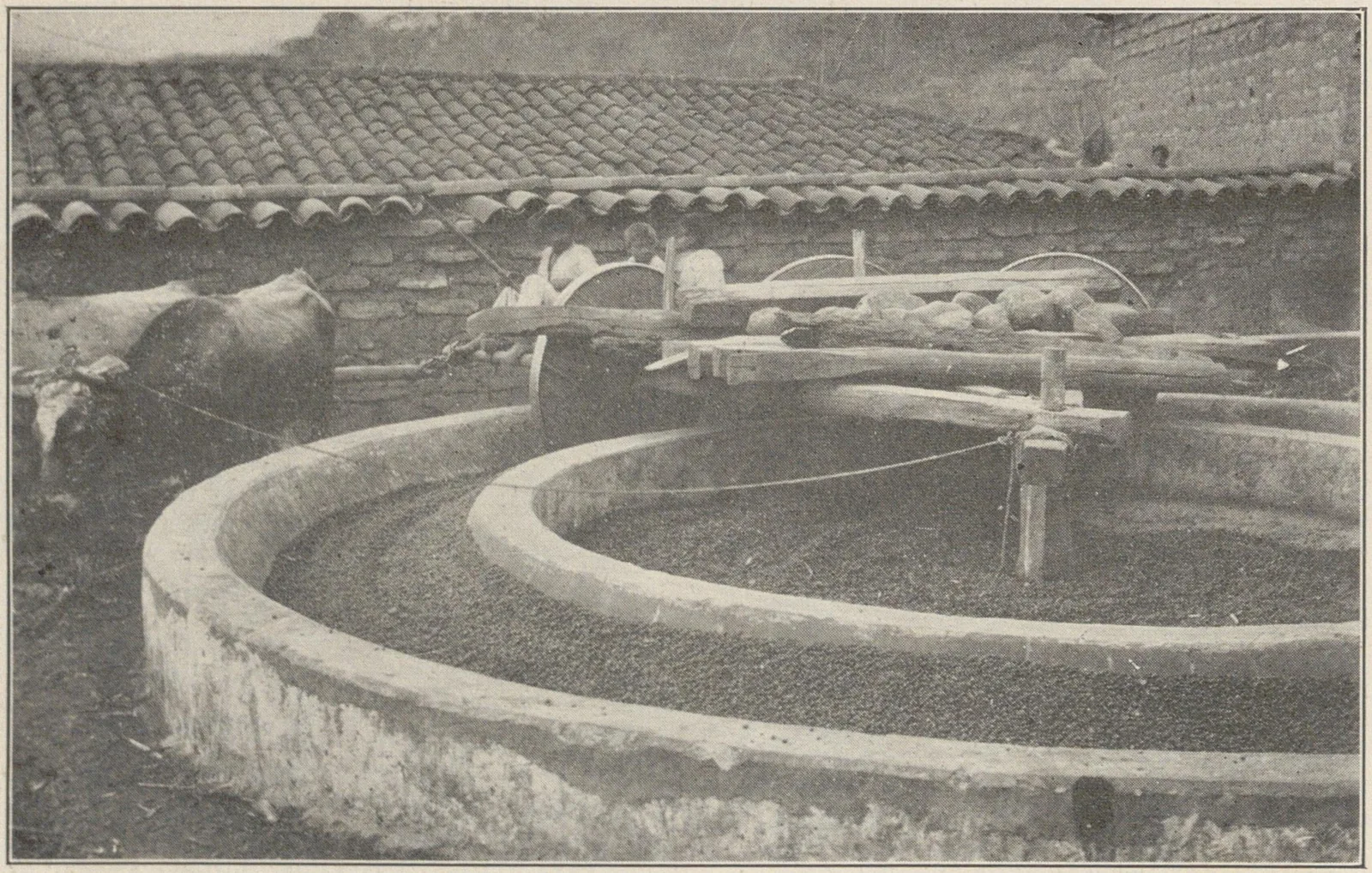 Grande cuve circulaire de maçonnerie où tourne une meule entraînée par un bras de manège, en plein air.
