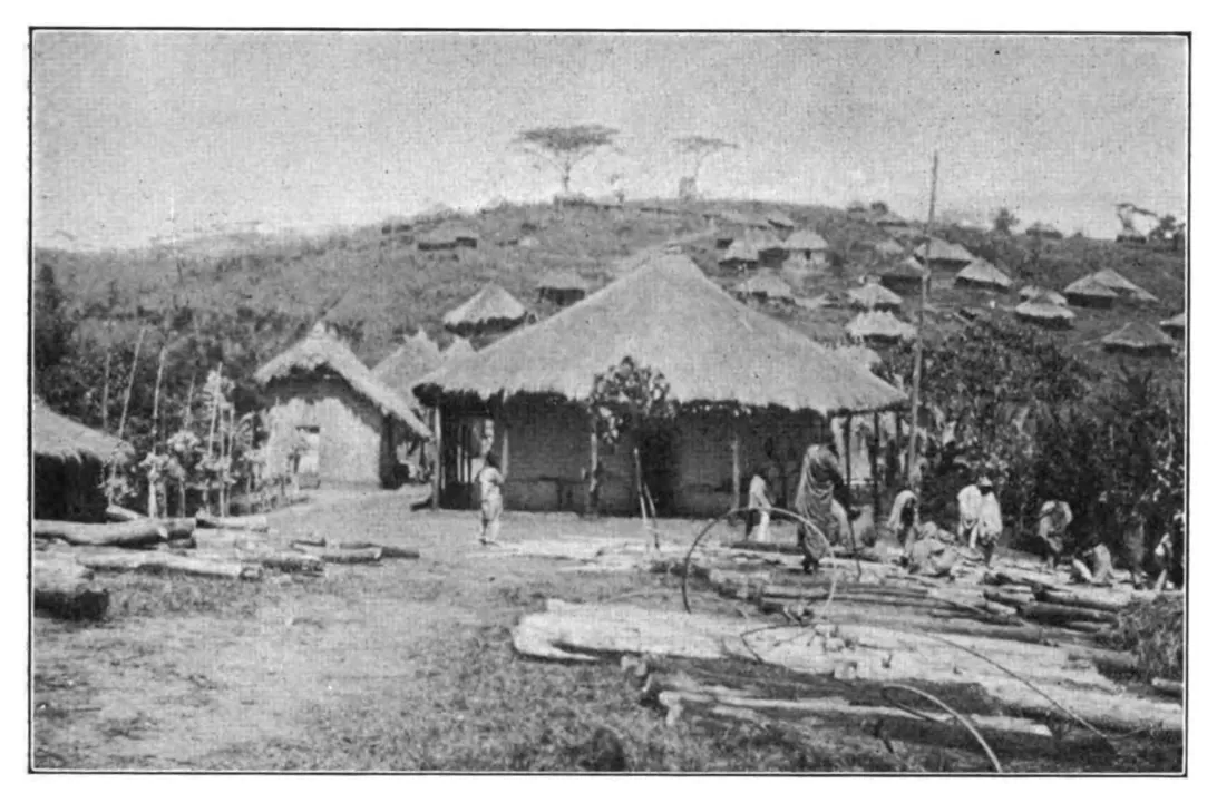 Caféiers sauvages du Kaffa, près d'Addis-Abeba
