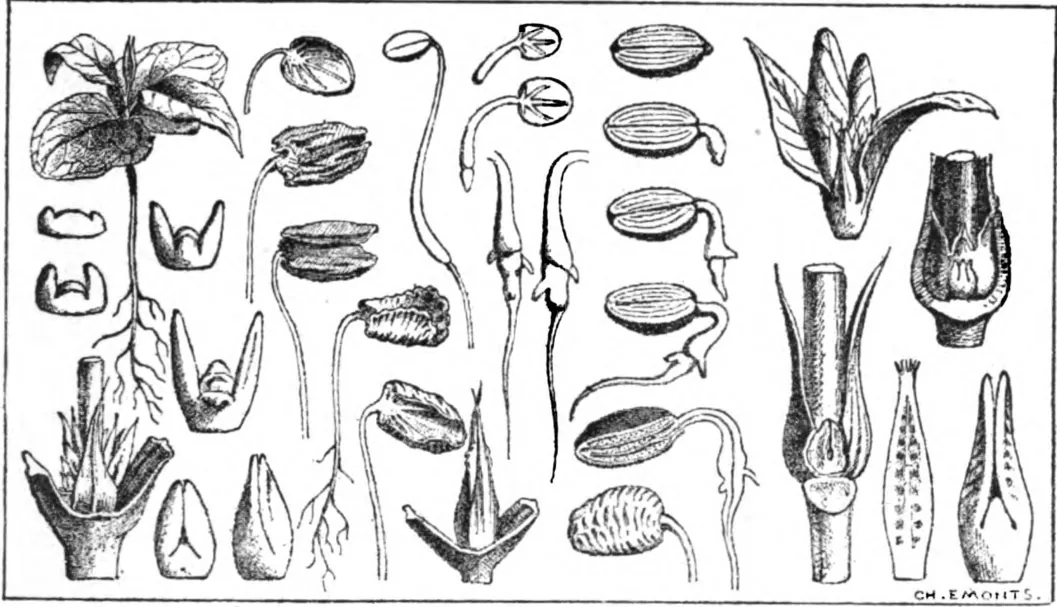 Planche des détails de la germination du caféier